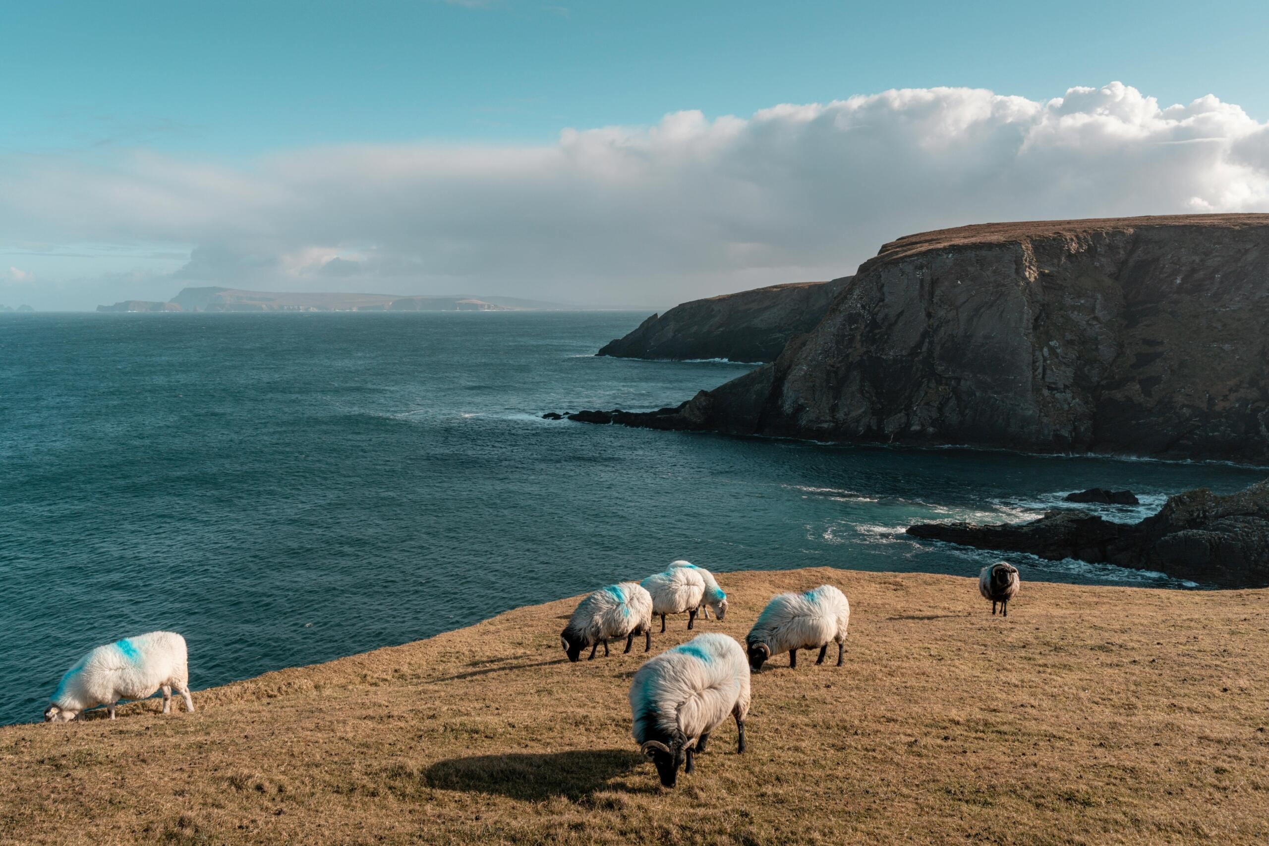 Een groep schapen graast op een heuvelachtige kuststrook met zicht op de zee en rotsformaties in de verte.