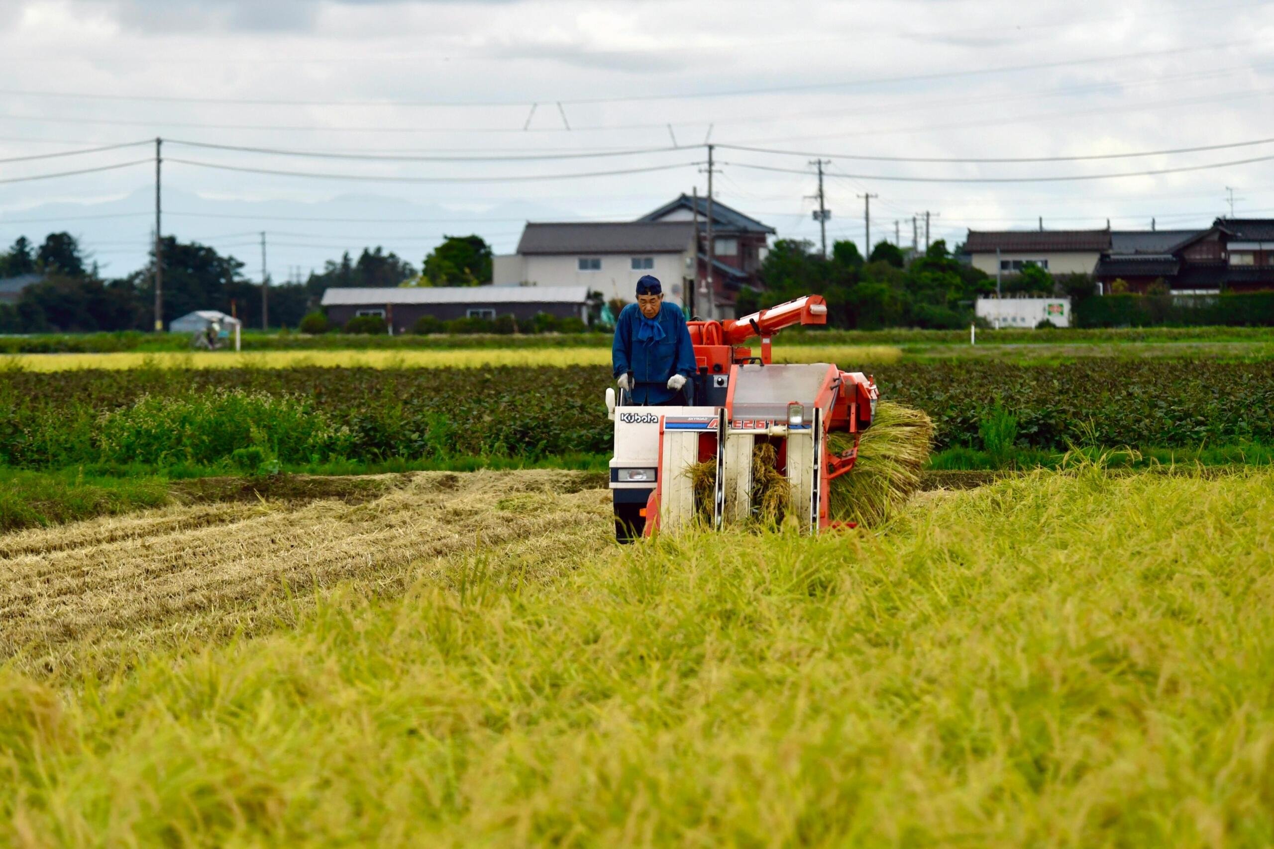 Een boer op een rode oogstmachine maait rijst op een uitgestrekt veld in een Japans plattelandsgebied.