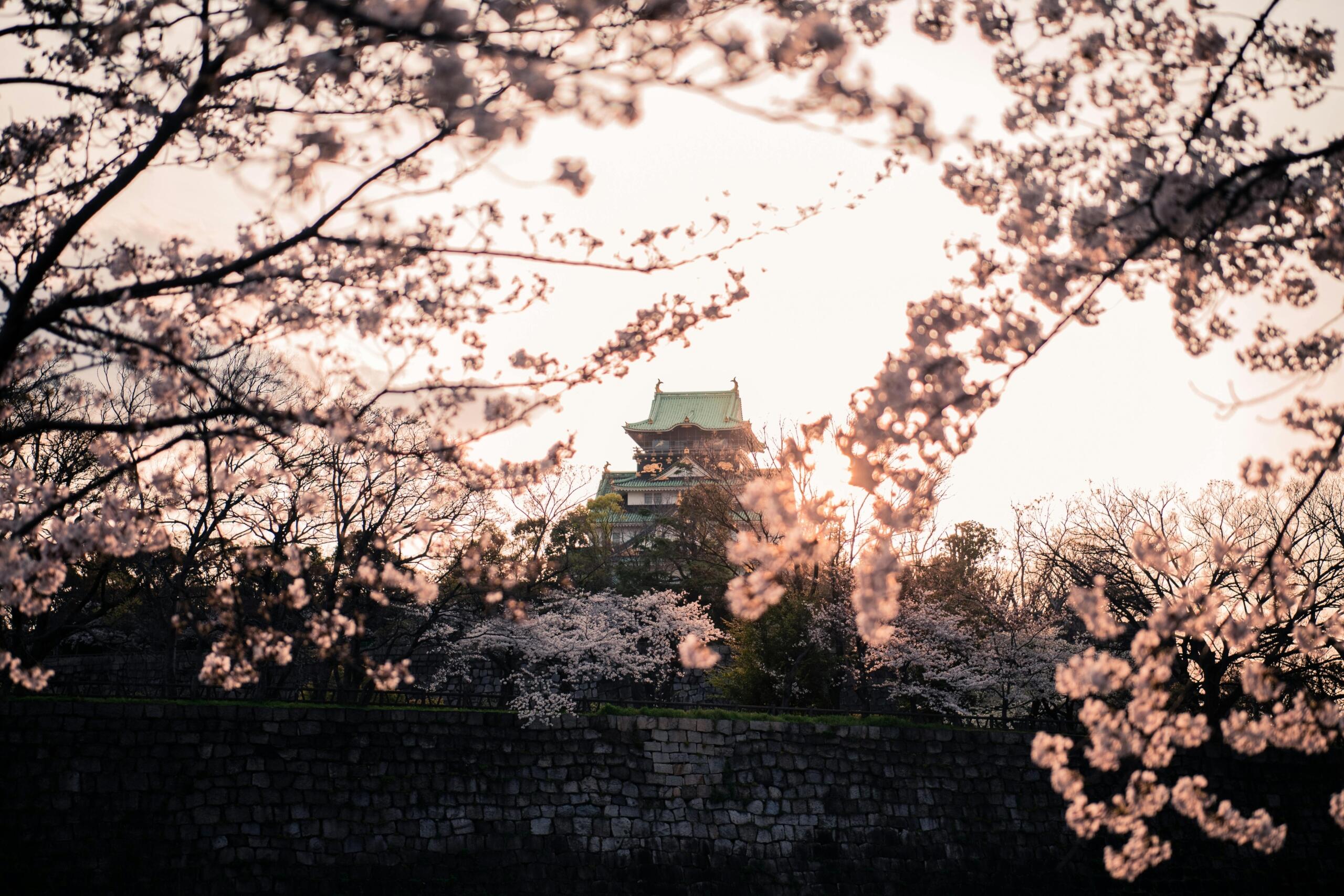 Een Japans kasteel steekt boven een stenen muur uit, omringd door bloeiende kersenbloesems bij zonsondergang.