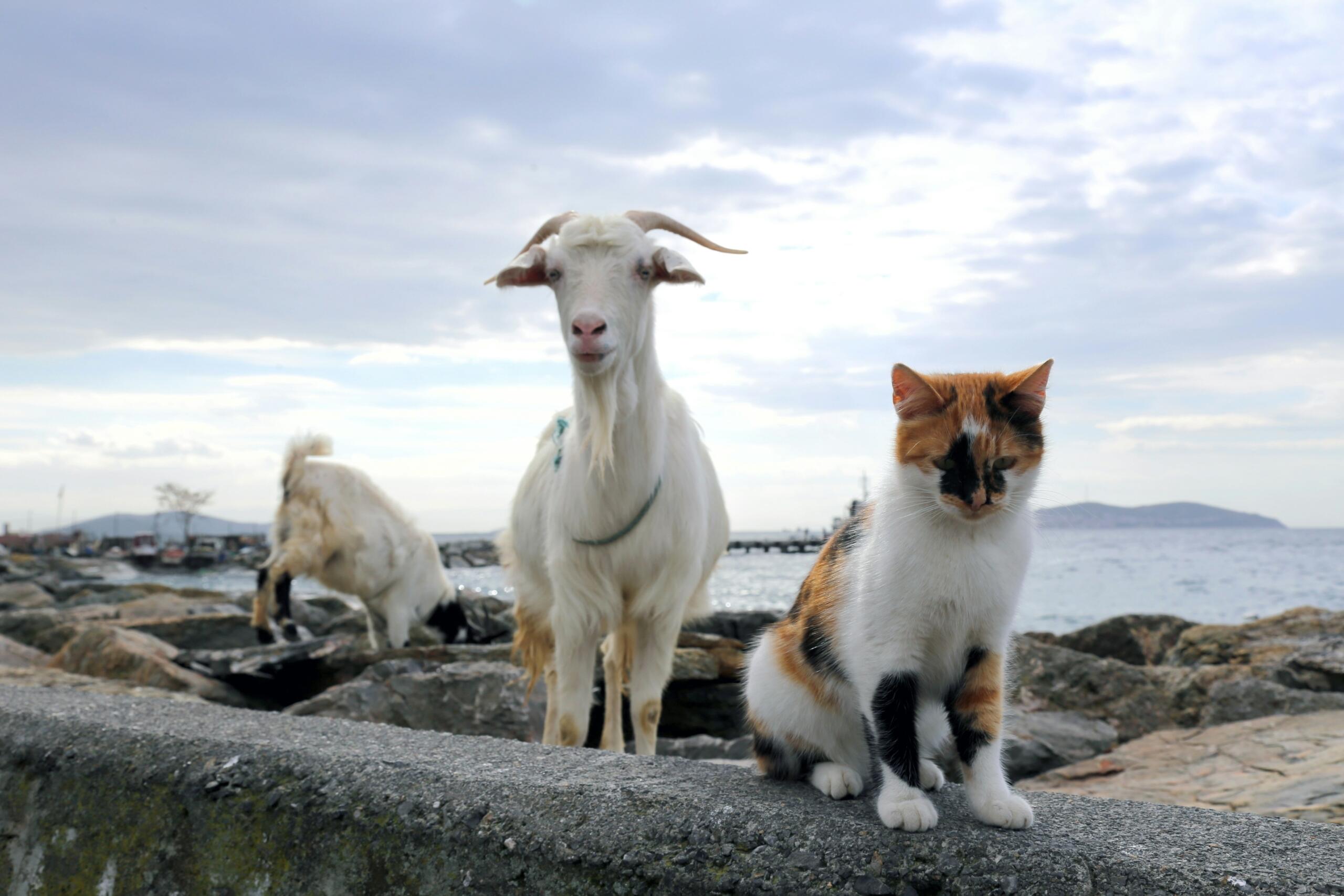Kat en geit naast elkaar die verschillende karaktereigenschappen en gedrag symboliseren | Şahin Sezer Dinçer, via Unsplash