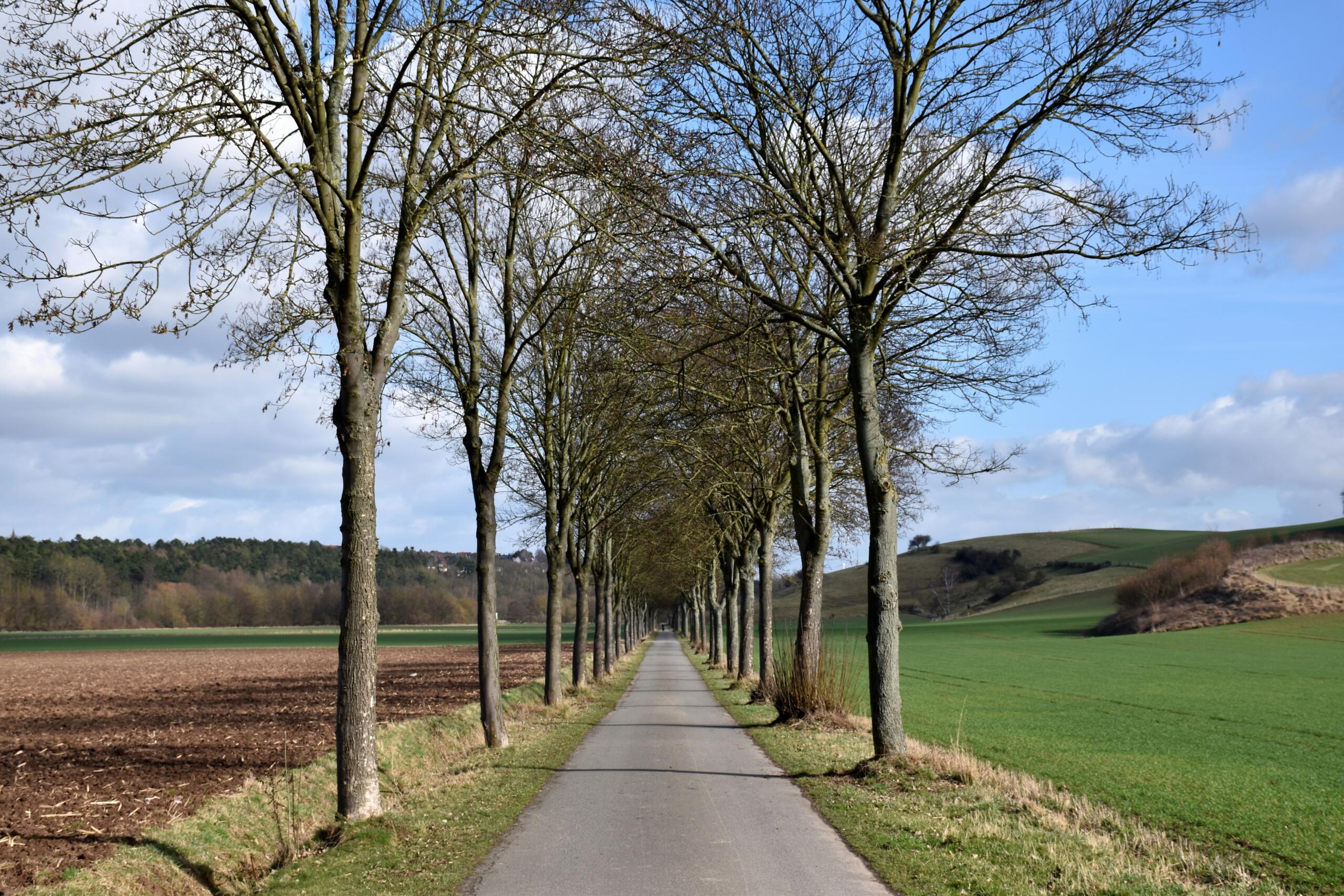 Lange weg tussen bomen in een Duits boslandschap