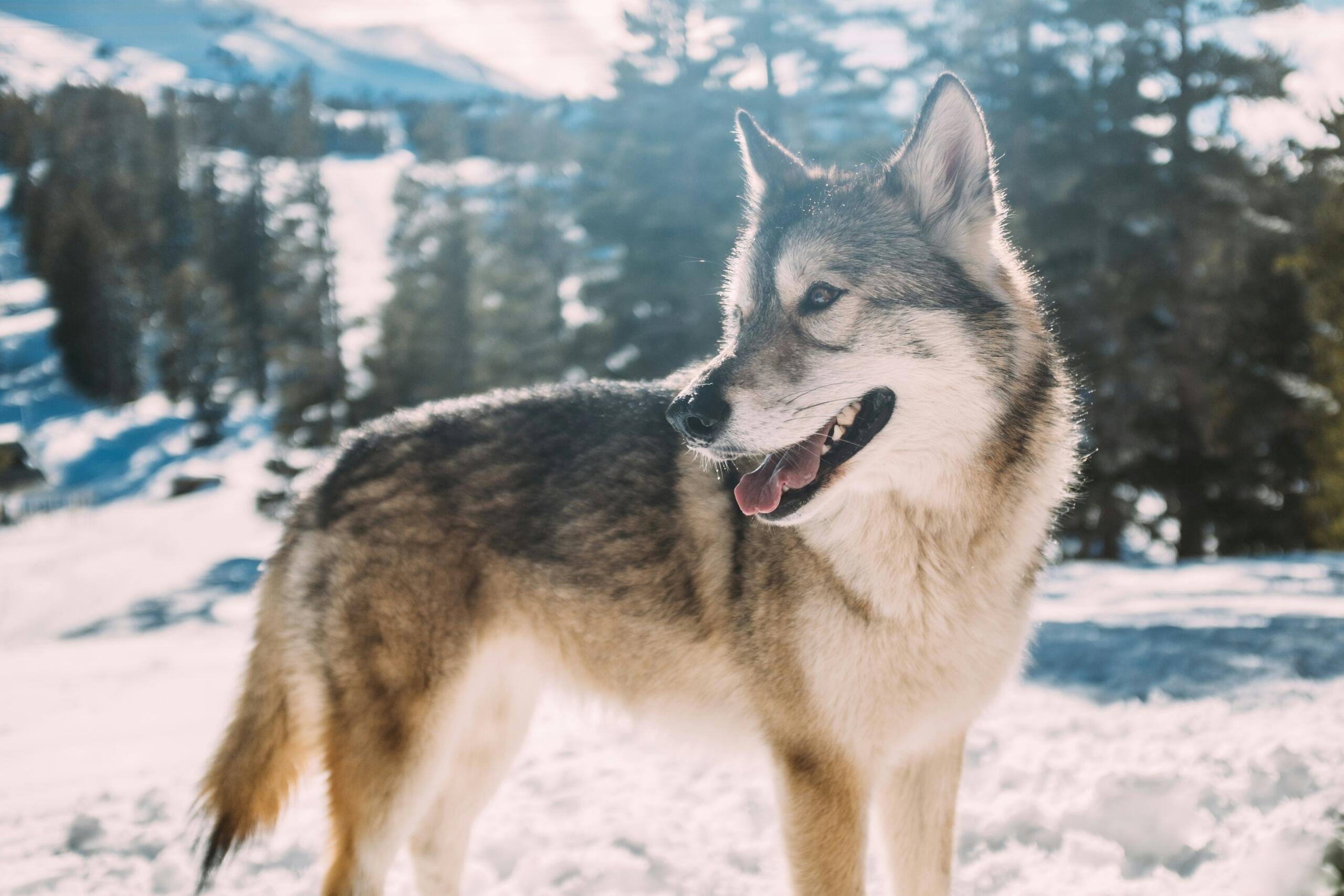 Grijze wolf in een besneeuwd landschap