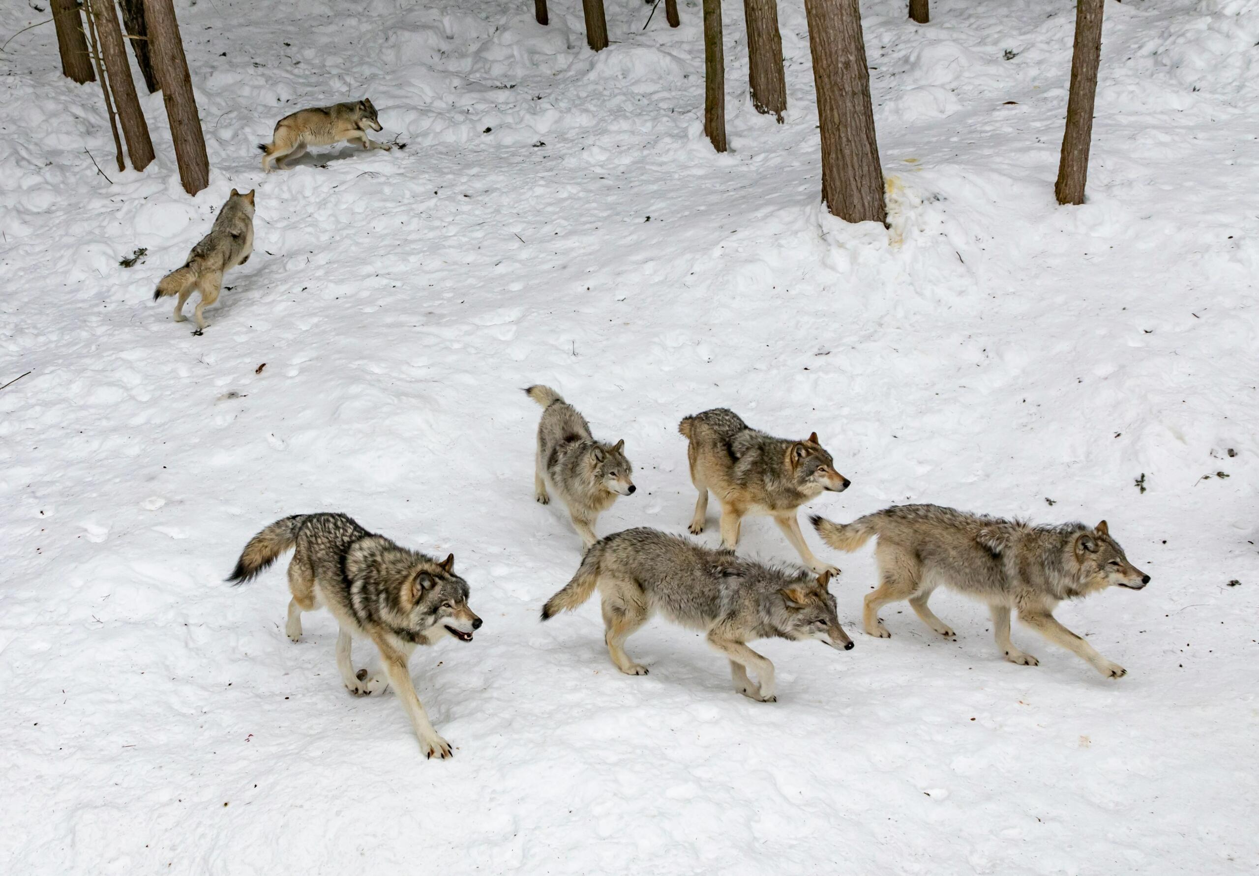 Roedel wolven bij een besneeuwd bos