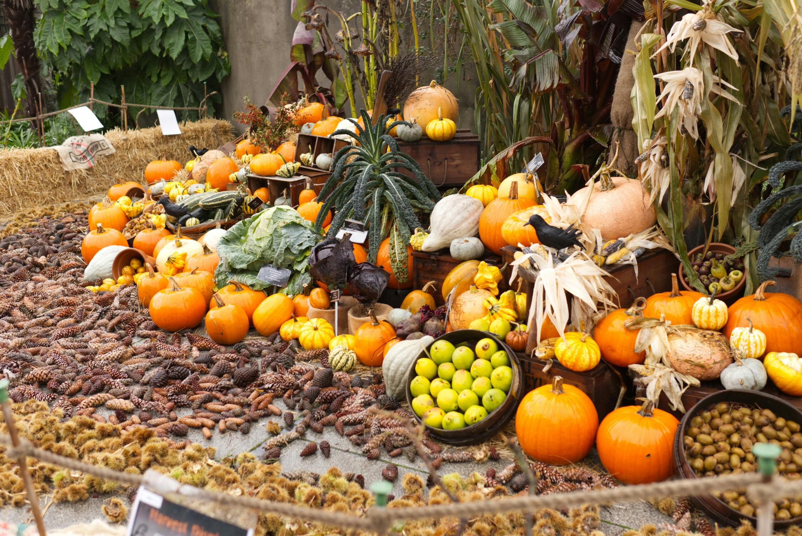 Pompoenen en andere herfstgroenten in een tuin
