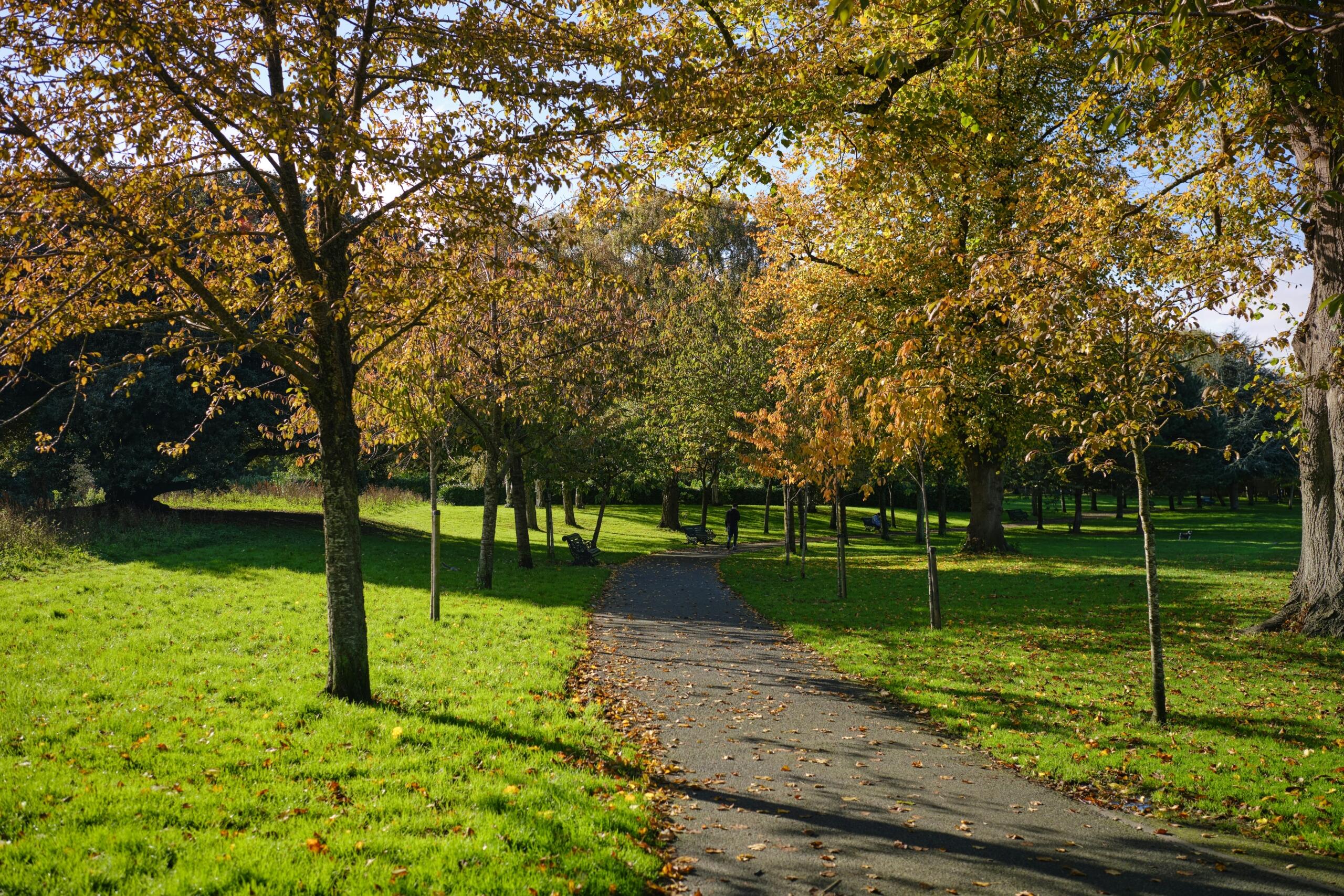 Pad tussen bomen met herfstbladeren in Dublin