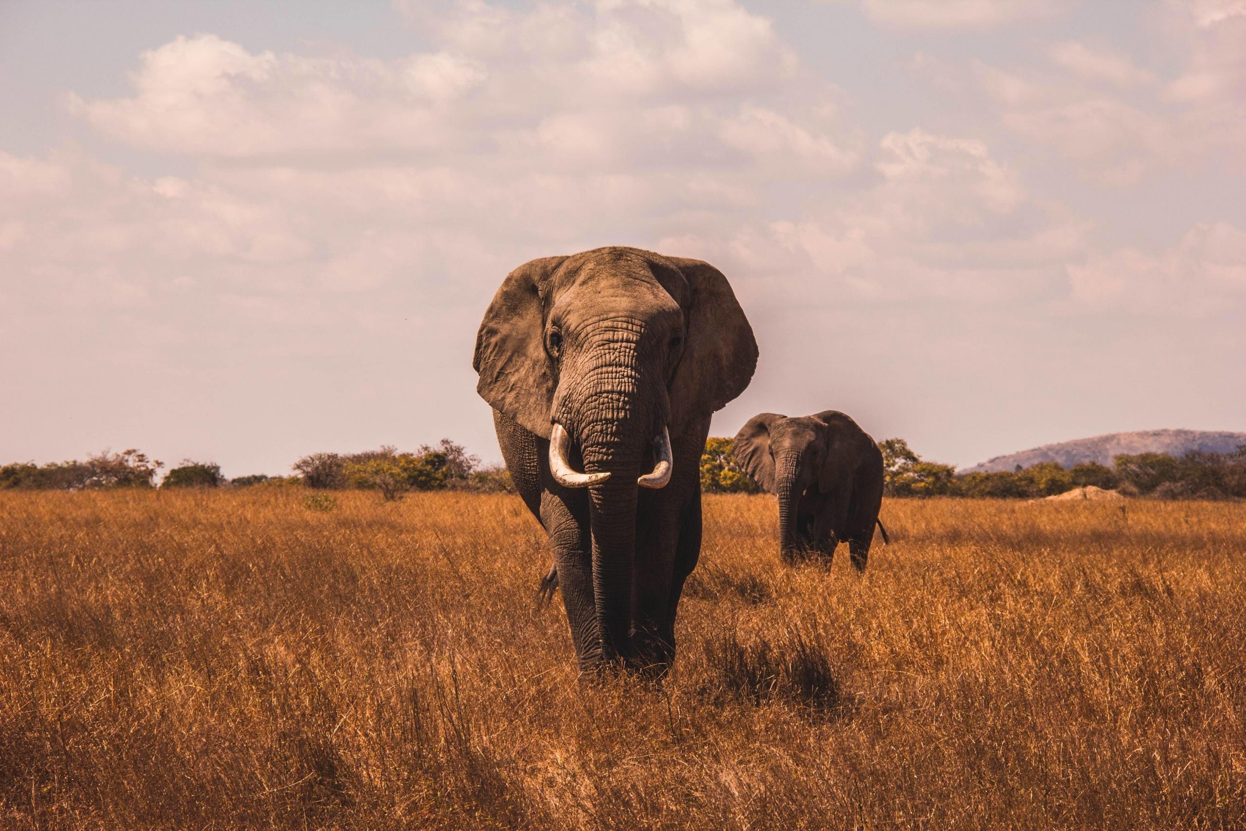 Elefant