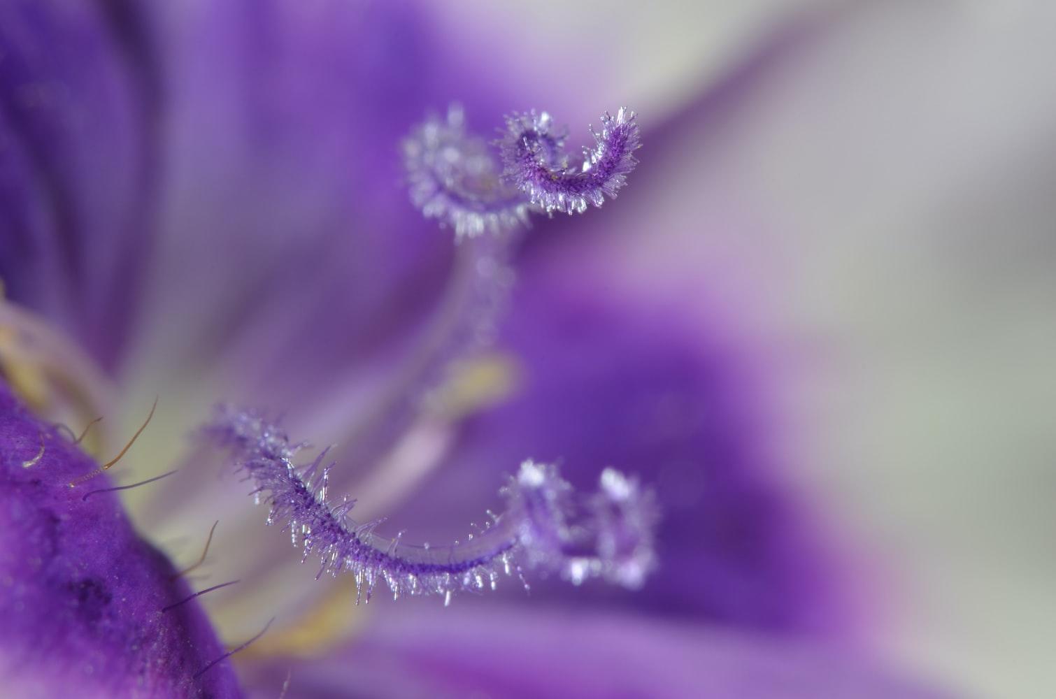 Makrofotografi av plante og pollen