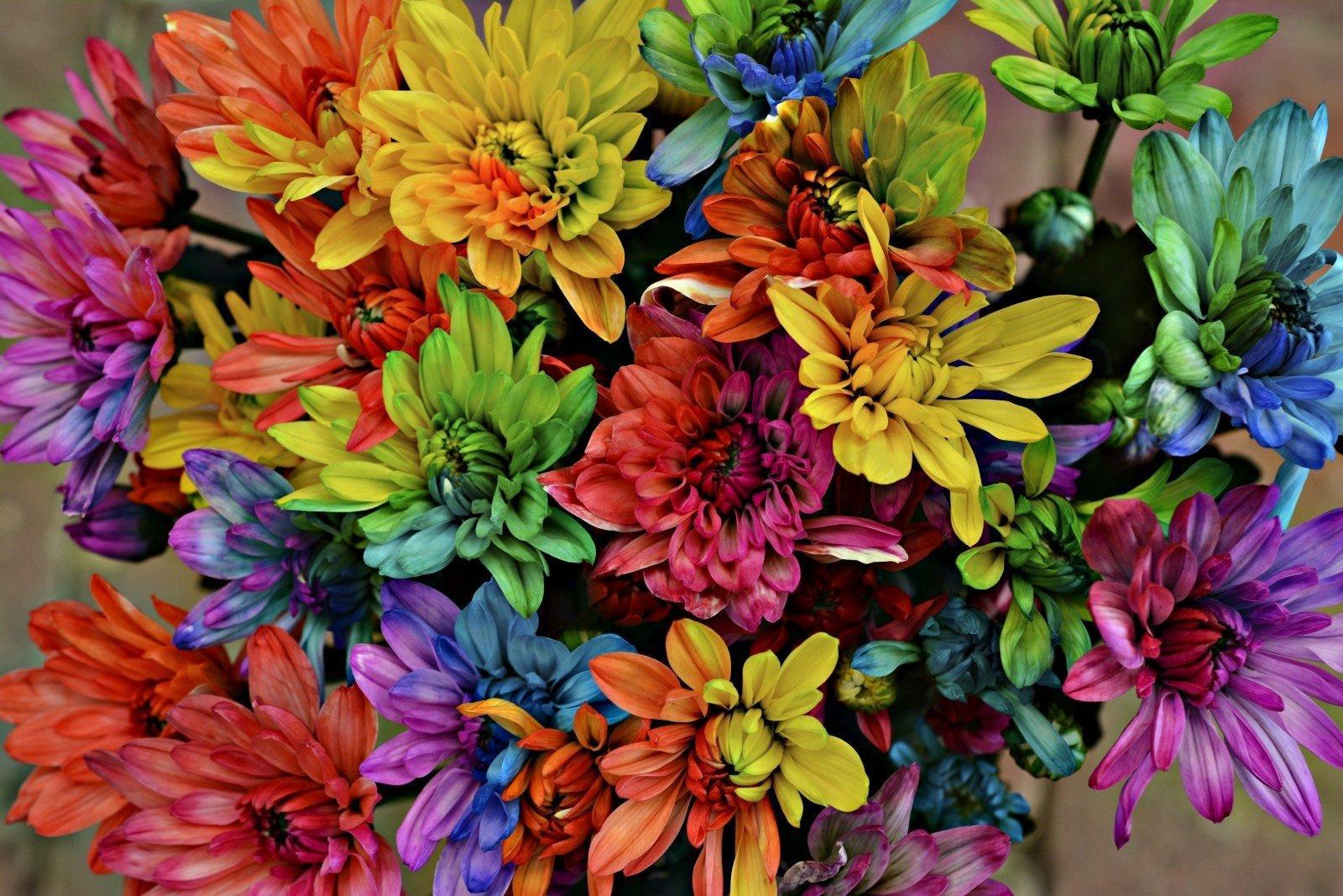 Blomster i alle regnbuens farger.