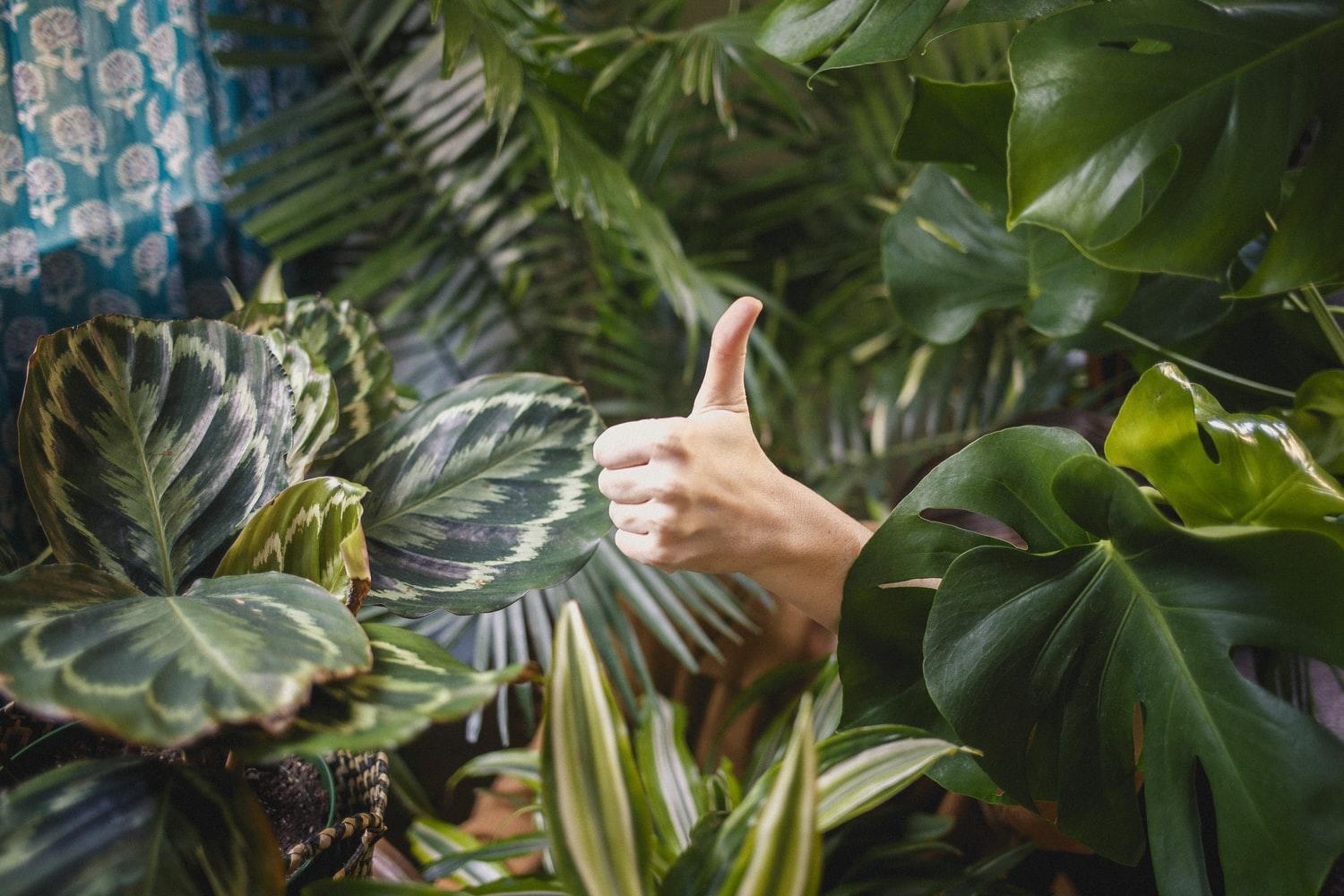 En tommel omgitt av grønne planter
