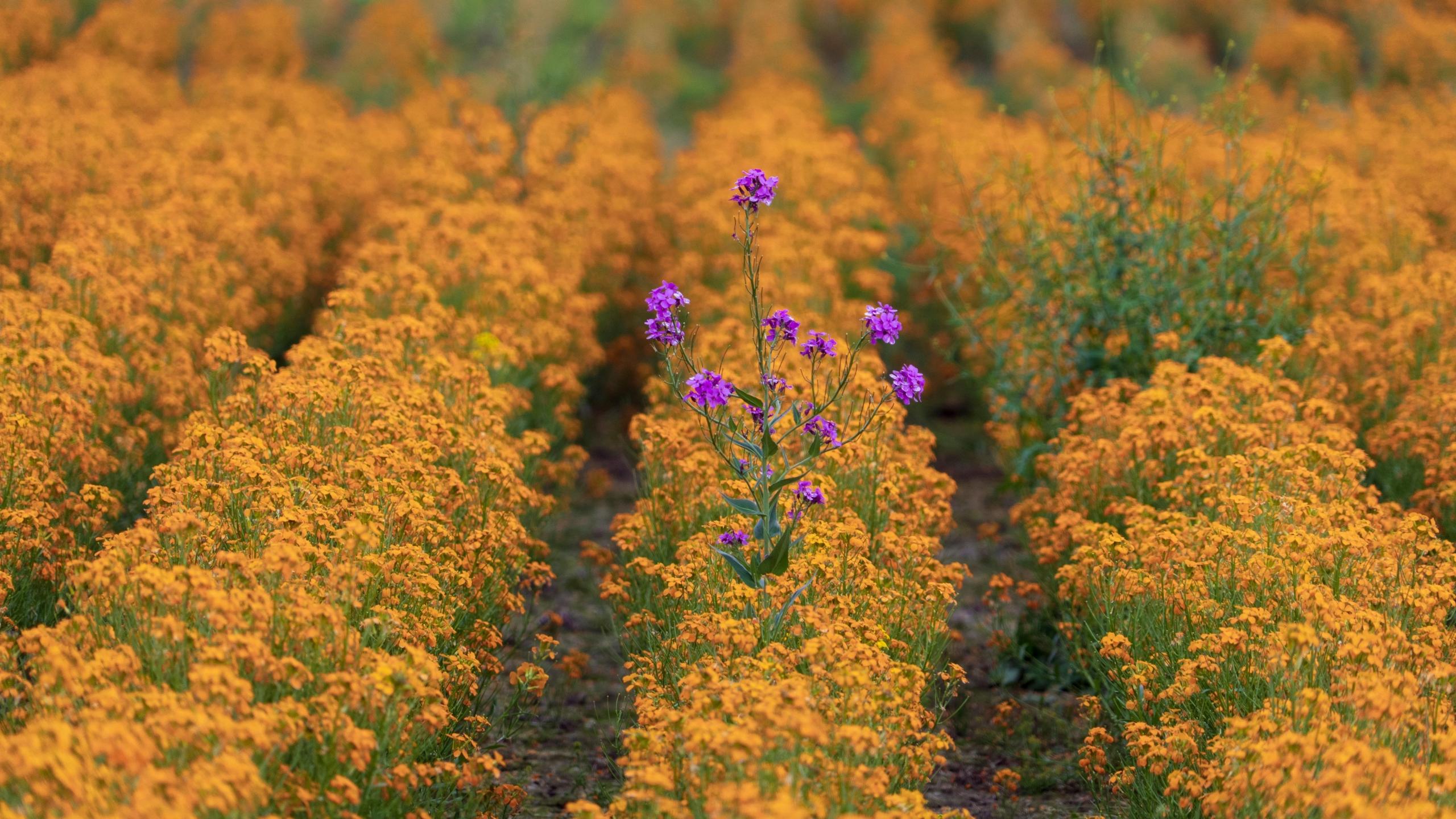 en høy lilla blomst vokser opp av rekkene av okergule blomster i en åker