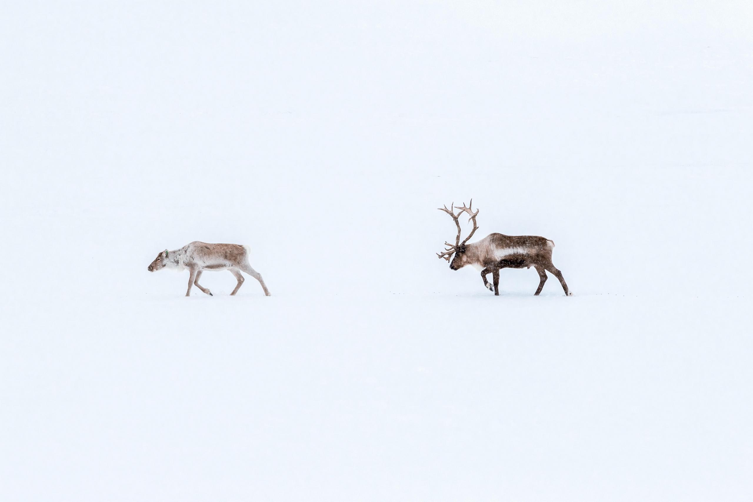 to reinsdyr går etter hverandre i snø, alt rundt dem er helt hvitt