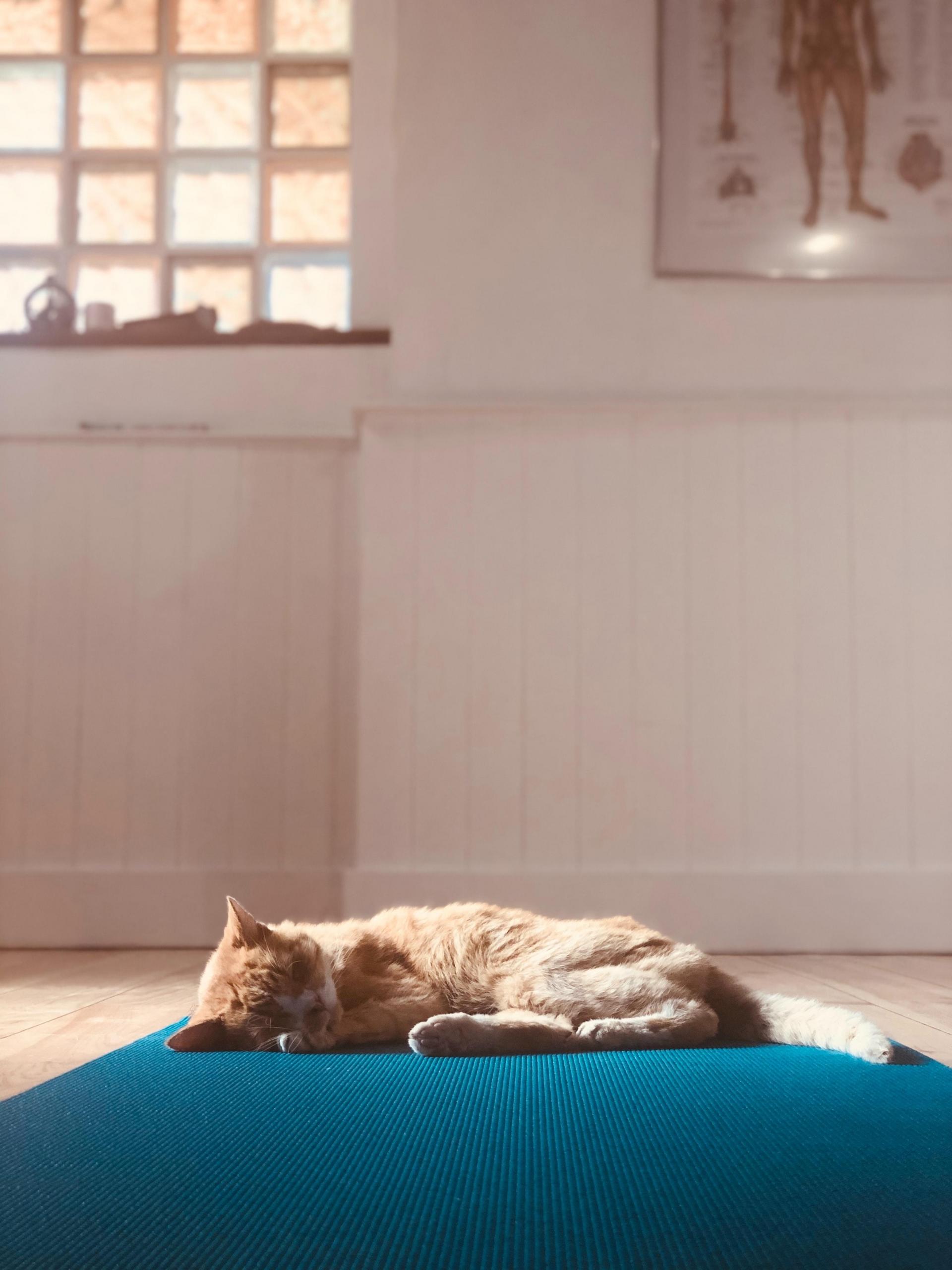en oransje katt ligger og sover på en blå yogamatte