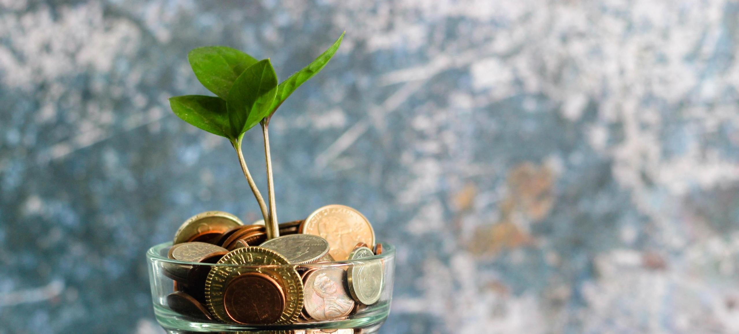 et planteskudd vokser fra en gjennomsiktig potte fylt med mynter