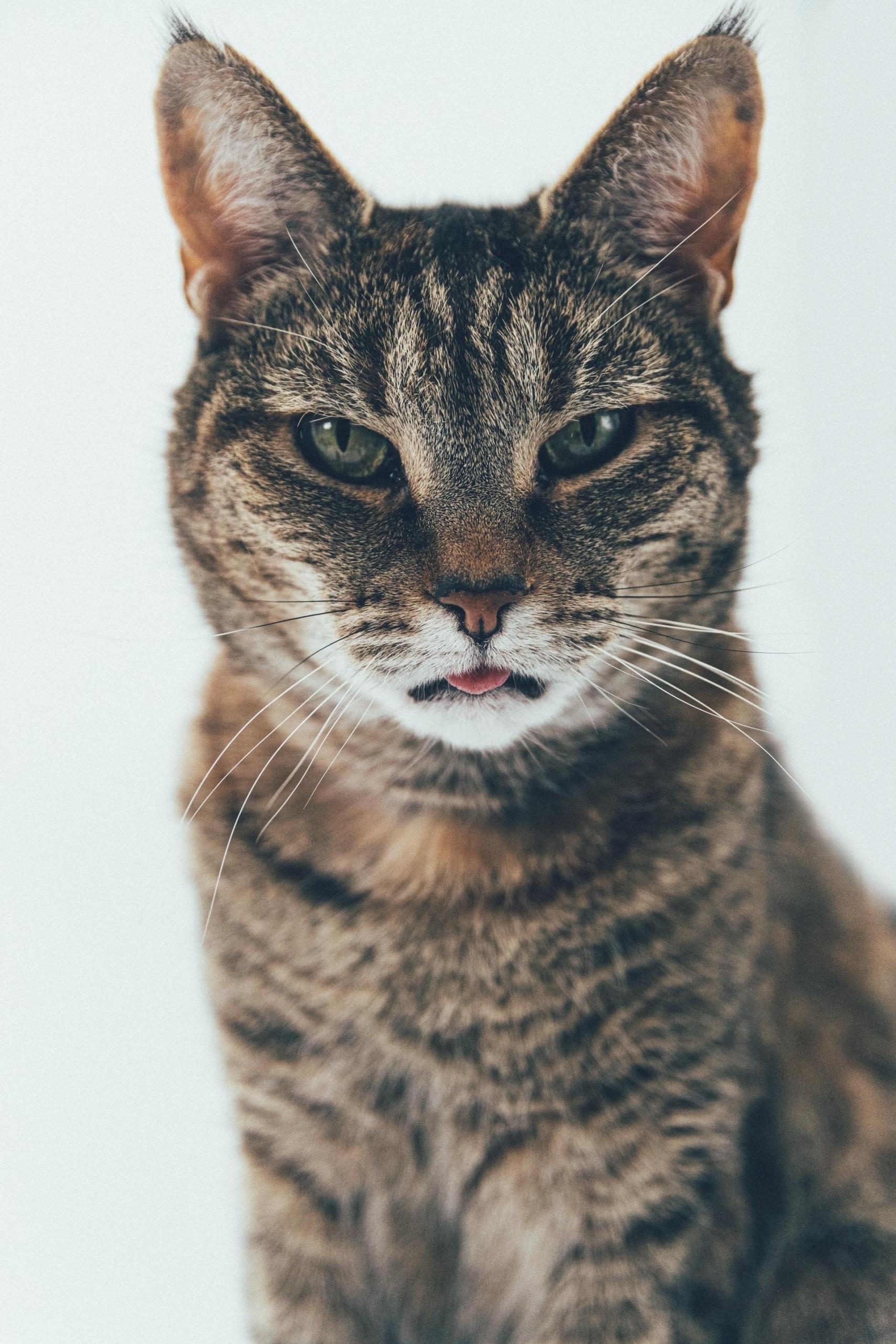 Katt som geiper