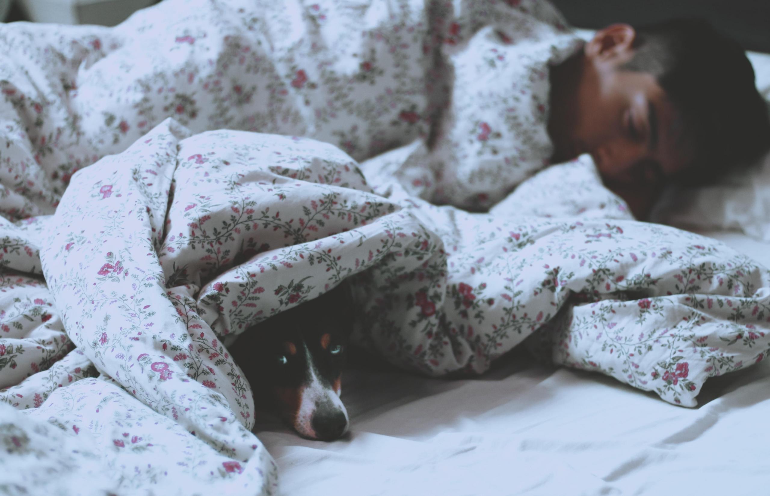 en mann ligger og sover i et hvitt, blomstrete dynetrekk, en hund ligger under dyna og ser lurt i kamera