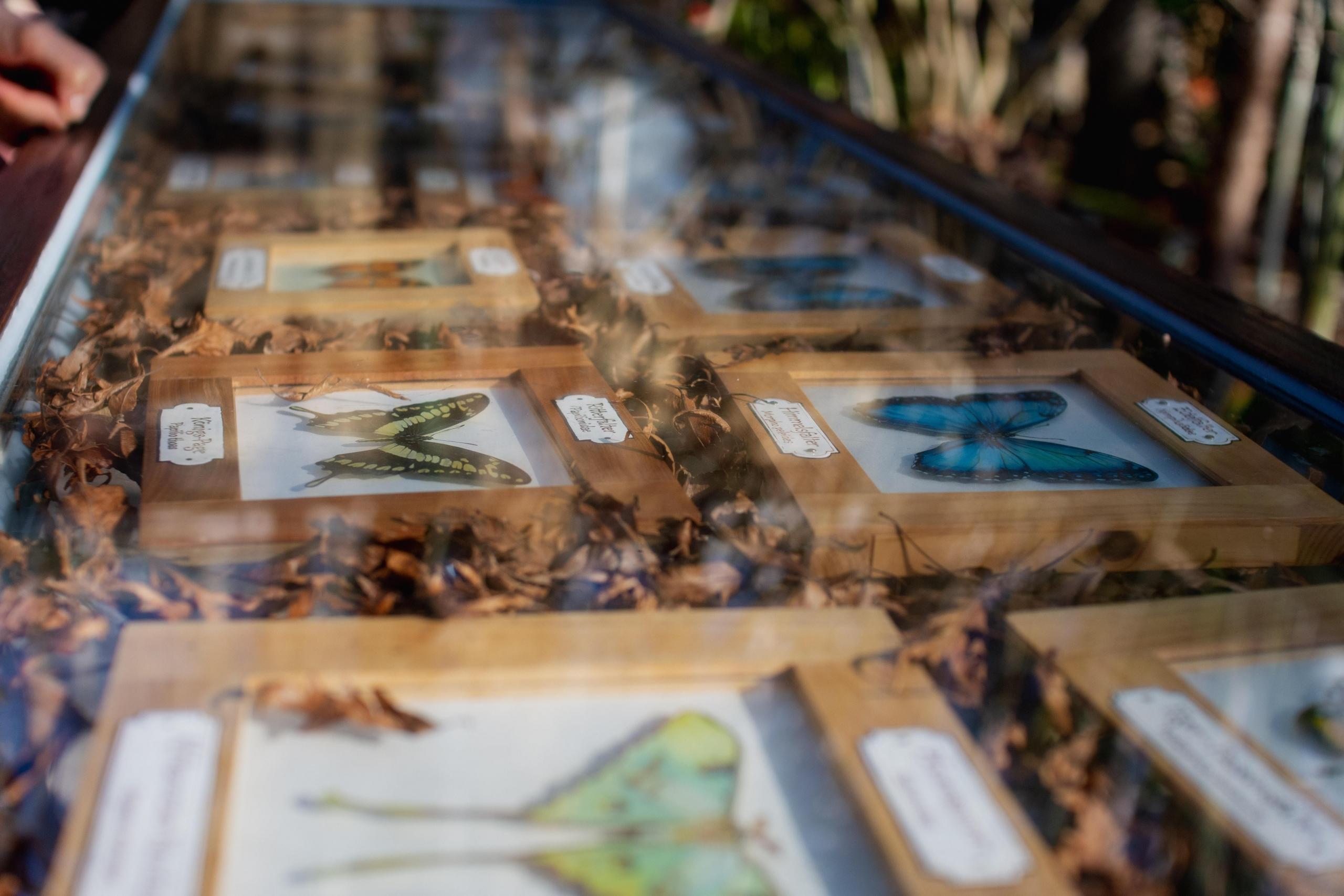 sommerfugl utstilling i museum