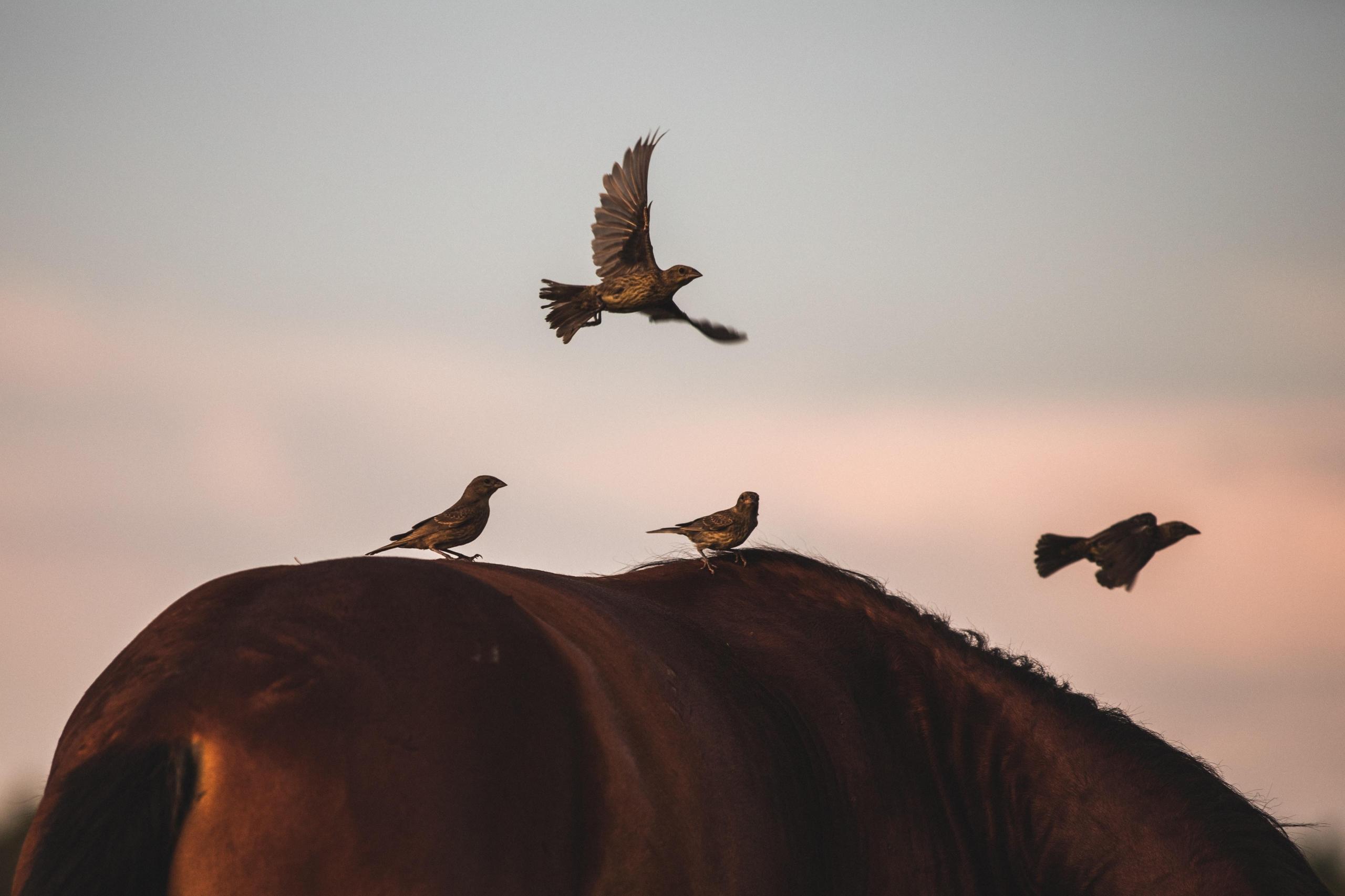 fugler på hesterygg i skumring