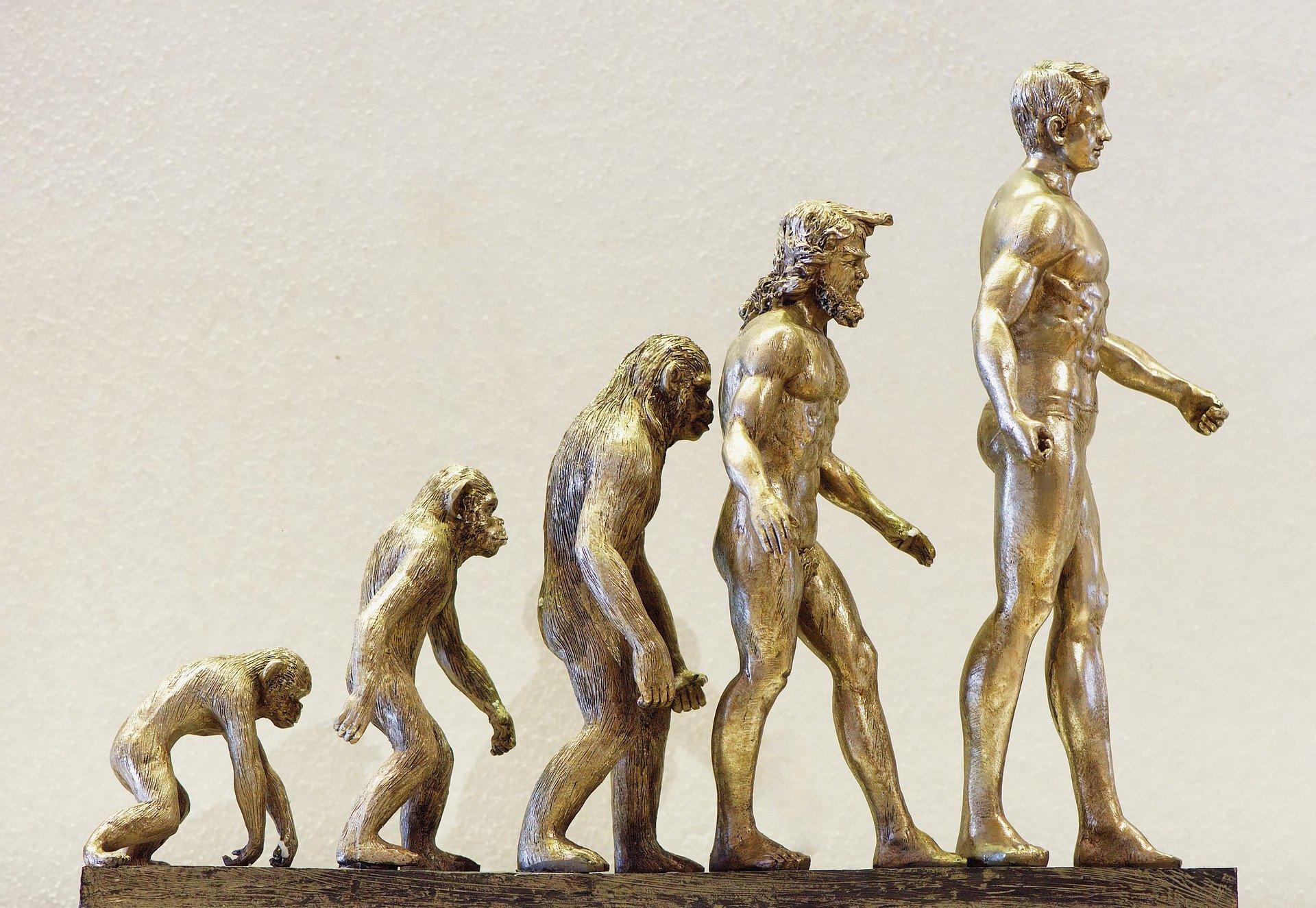 Menneskets evolusjon
