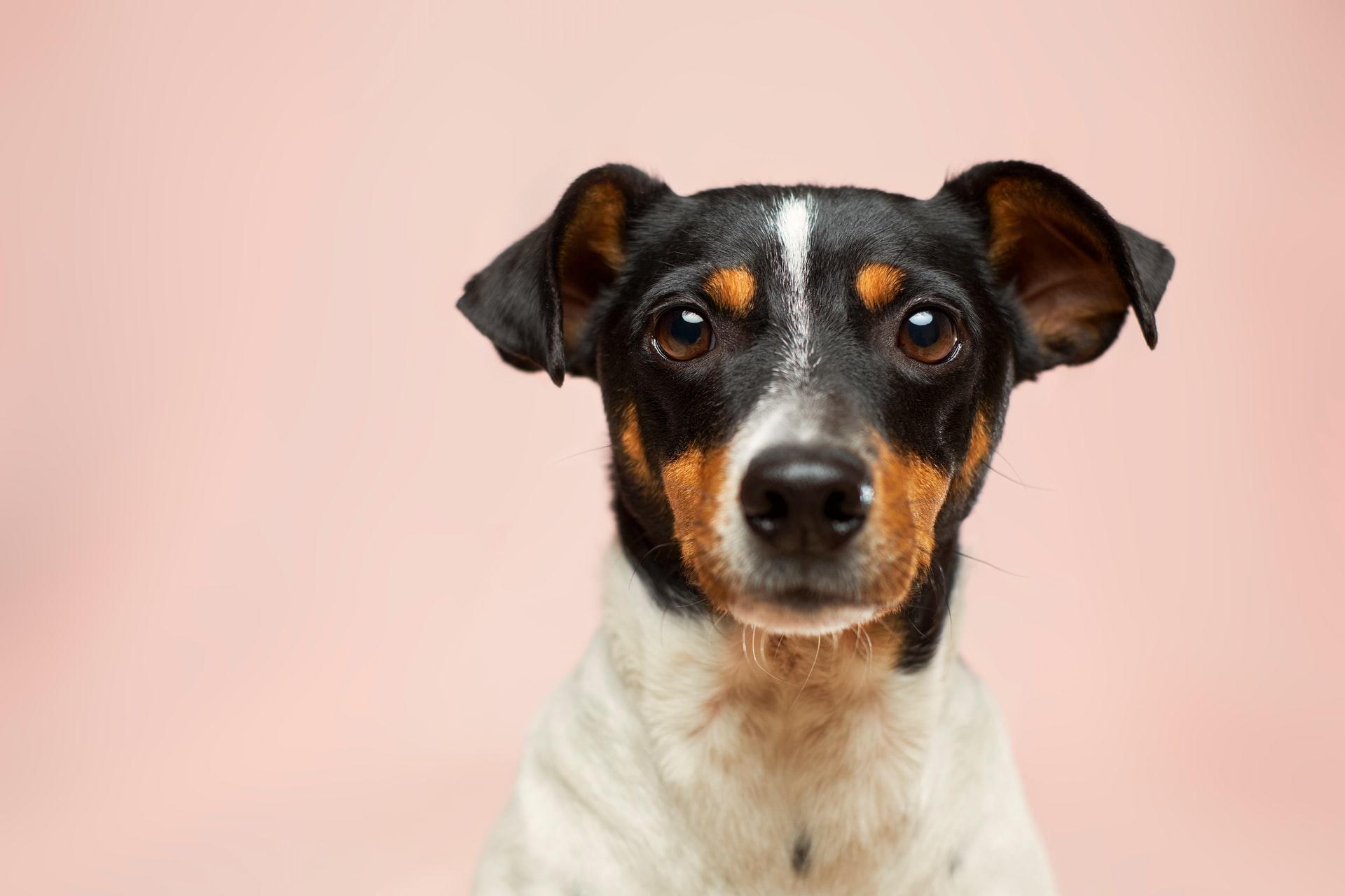 En liten hund foran en rosa bakgrunn