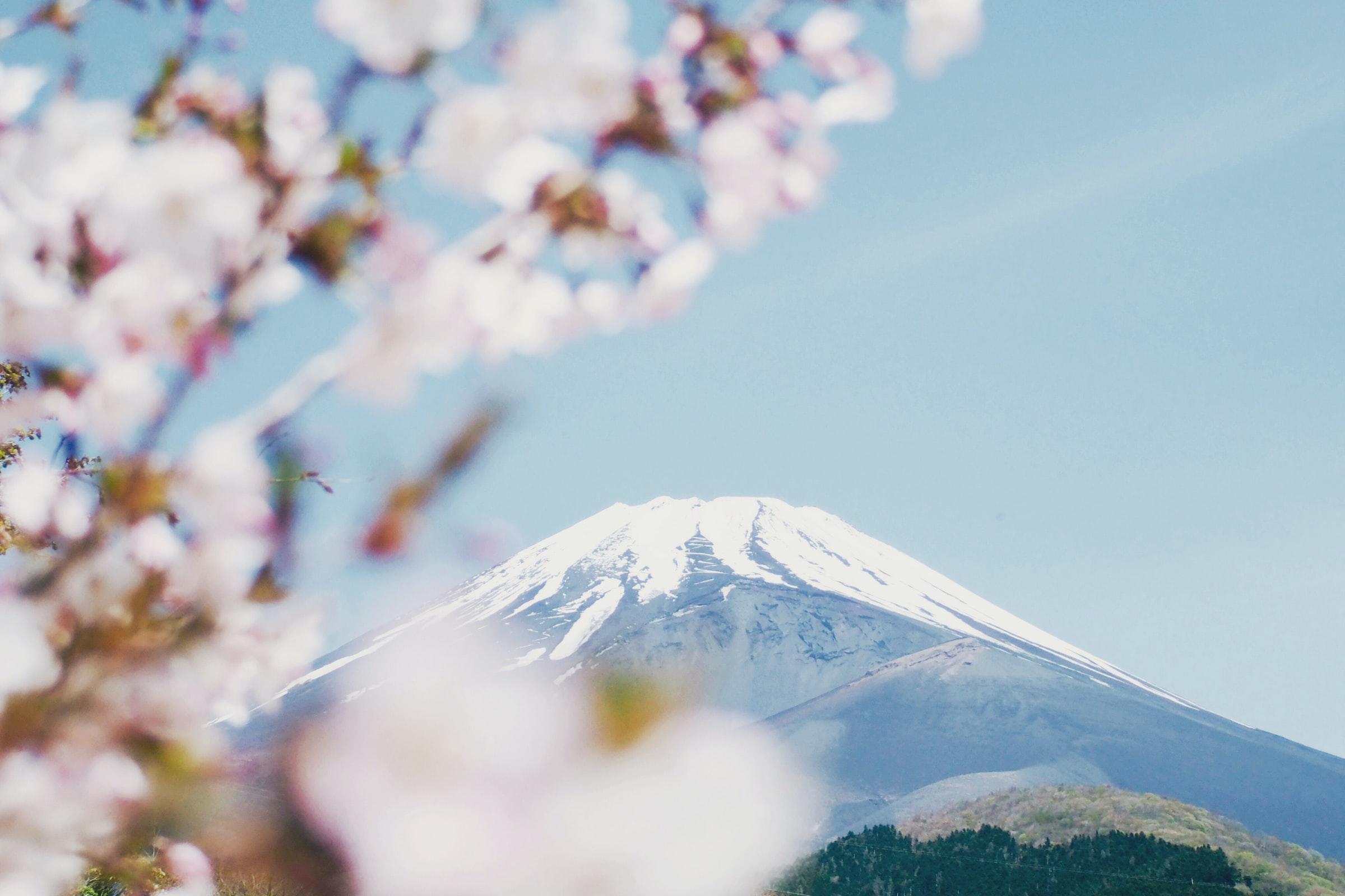 fuji-fjellet, kirsebærblomster og blå himmel