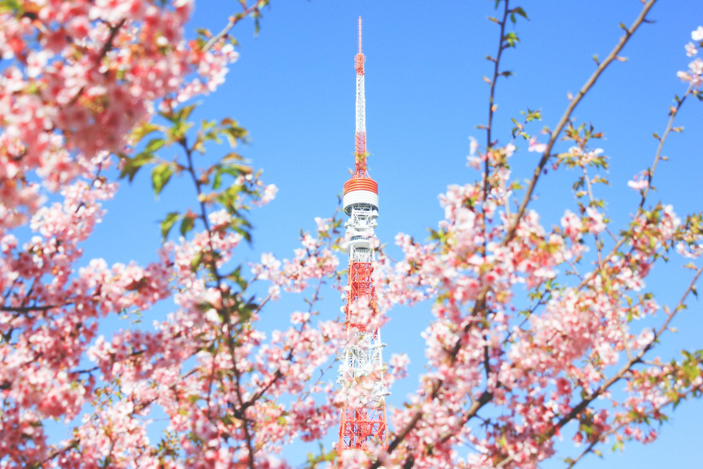 Tokto Tower, kirsebærblomster og blå himmel