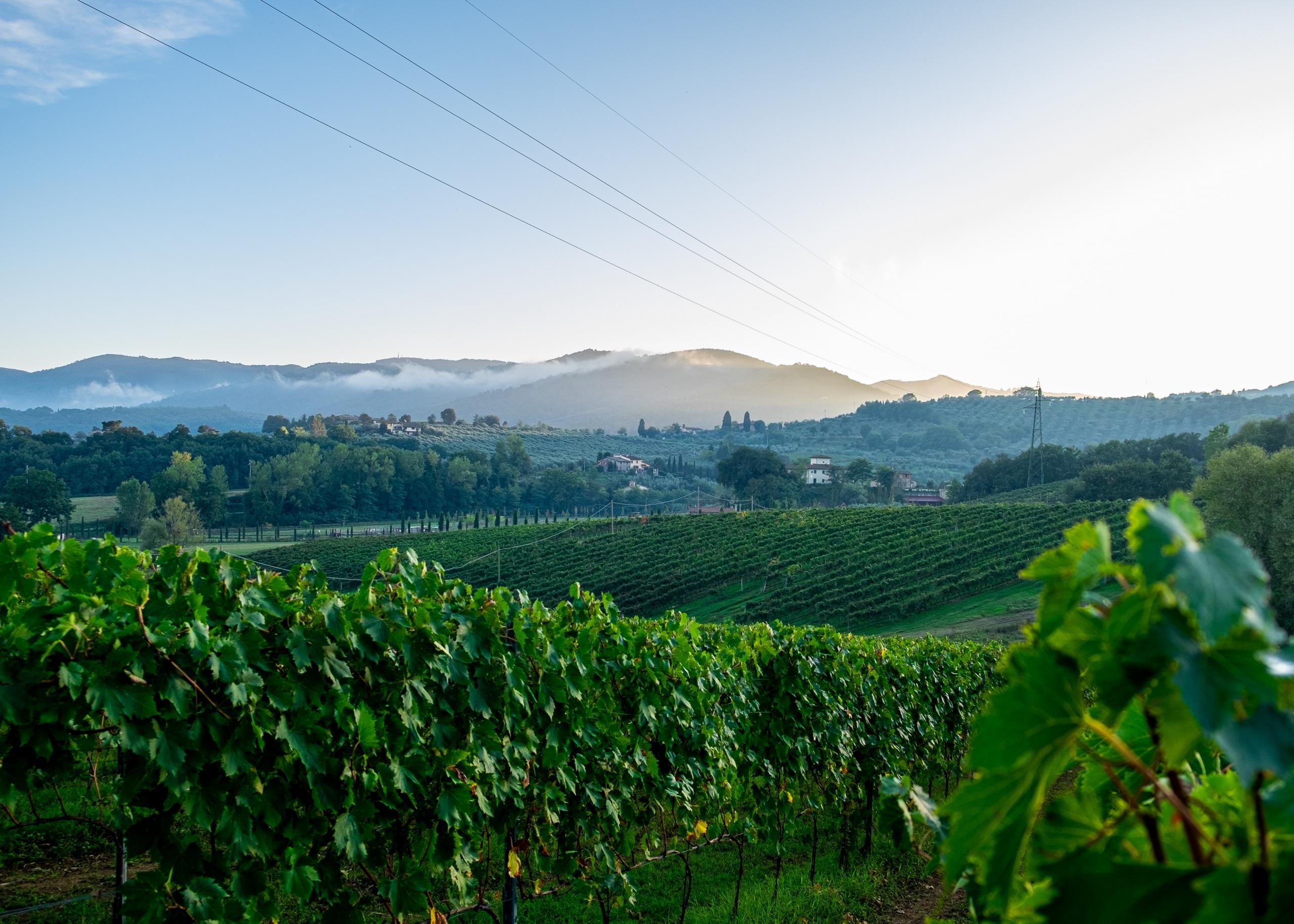 vingård i toscana, sett fra et hotell