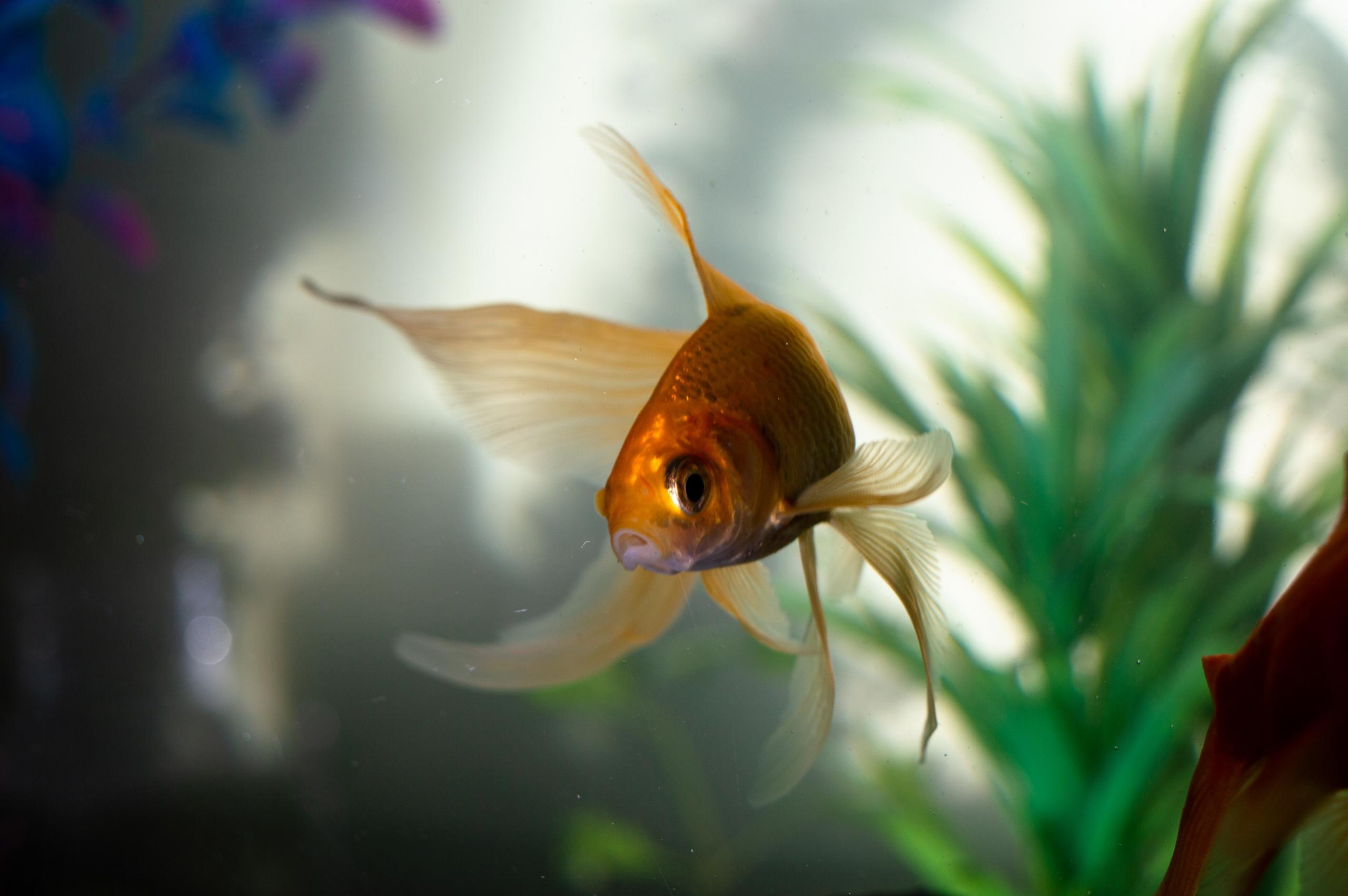 Gullfisk i akvarium har sammenheng med diffusjon