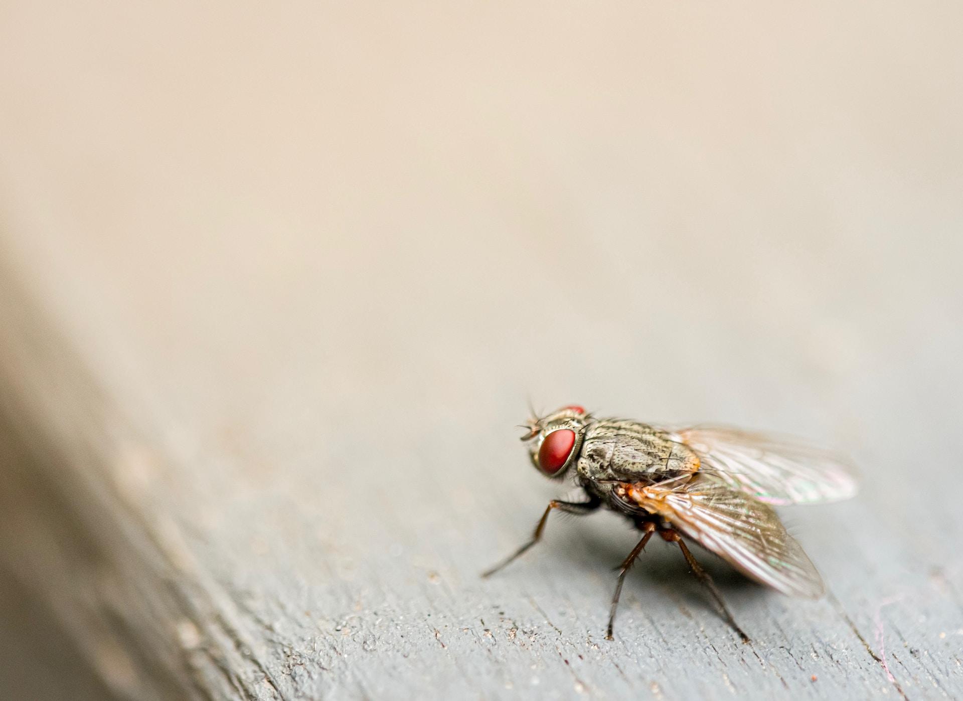 Nærbilde av en flue som sitter på en malt treplanke.