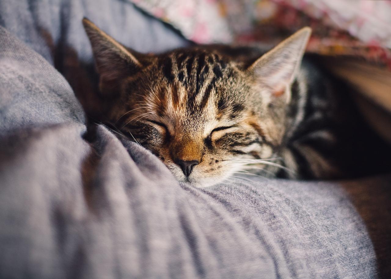 En katt som slapper av komfortabelt i fanget på noen, med øynene lukket og en beroligende atmosfære.