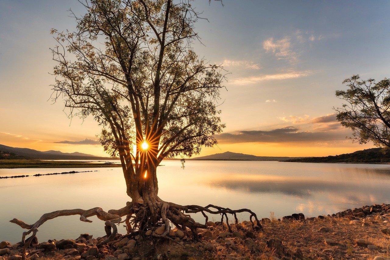 Solen skinner gjennom et tre som står fremfor en innsjø i solnedgang