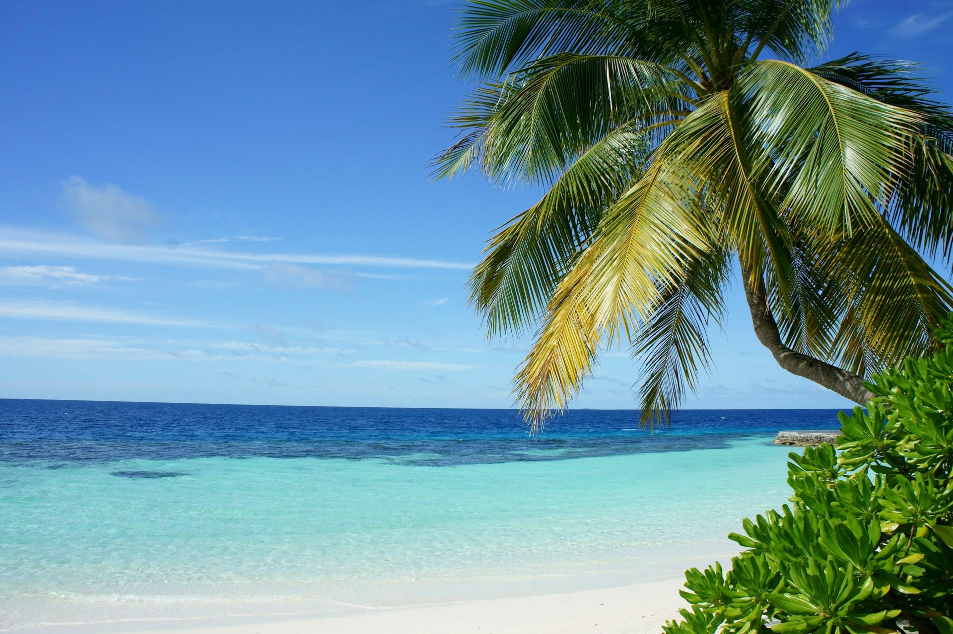 Palme står på tropisk sandstrand.