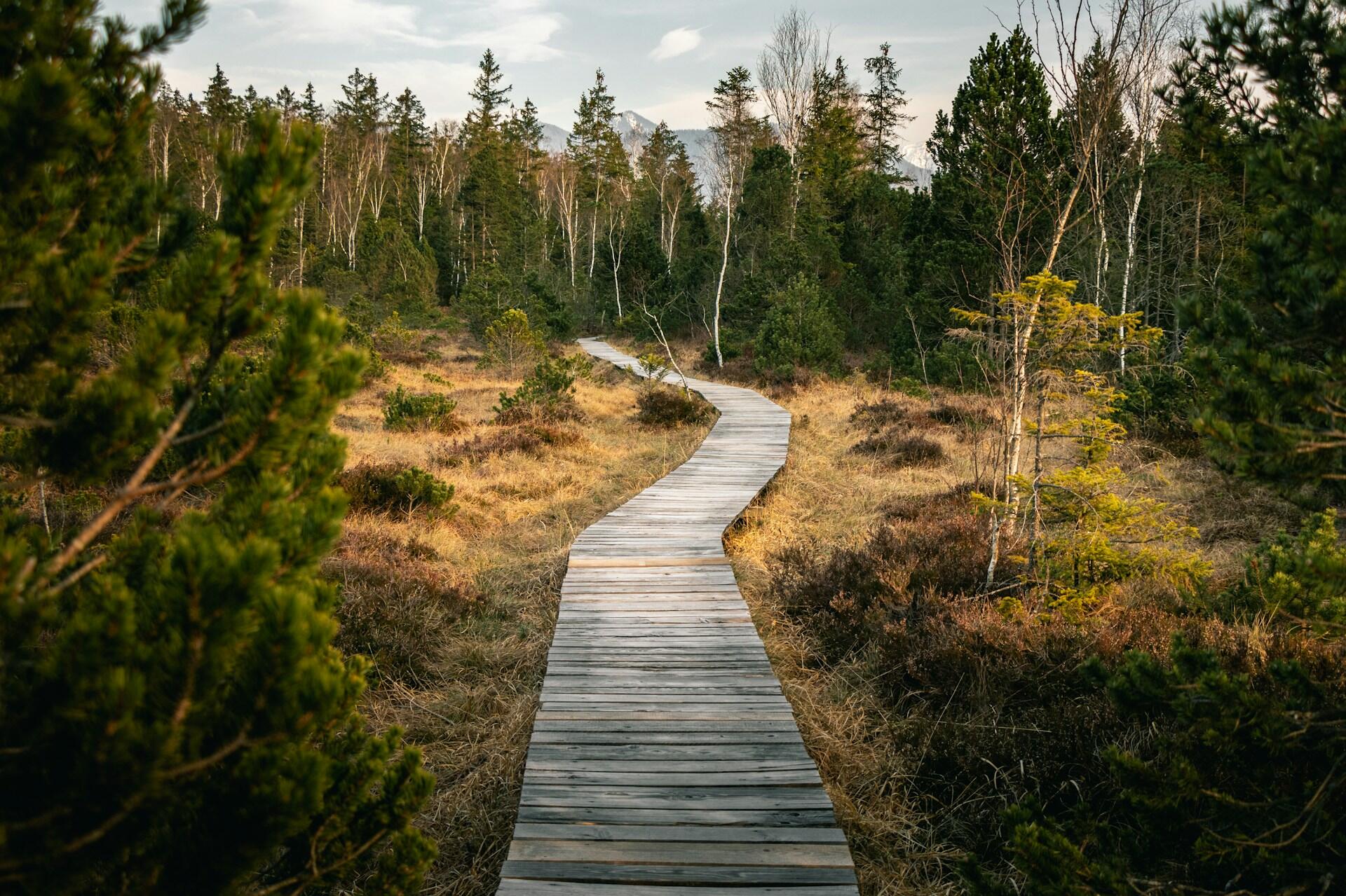 Treplankesti gjennom norsk skog og naturlandskap – tursti for friluftsliv og stressmestring