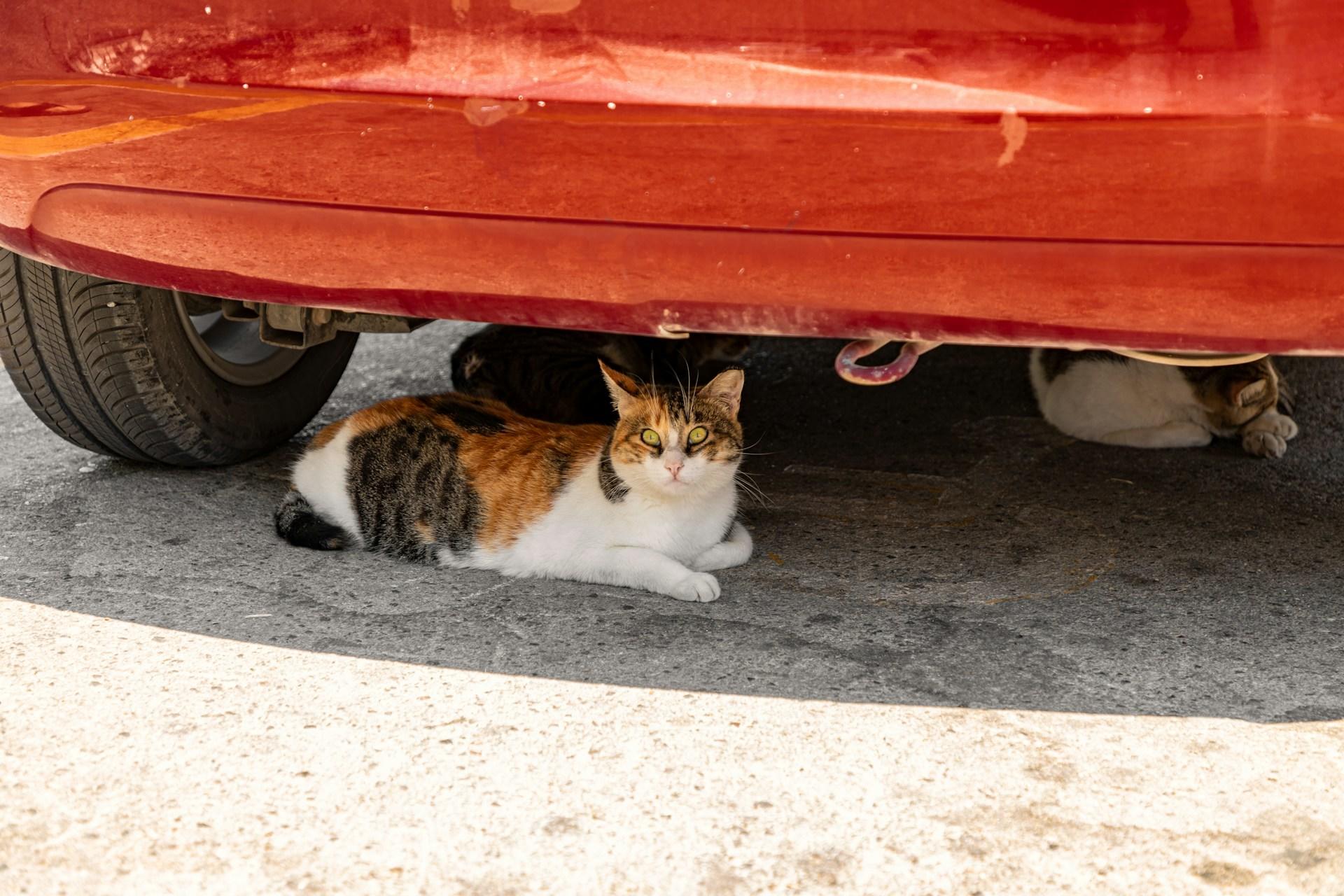 Katt ligger i skyggen under rød bil.
