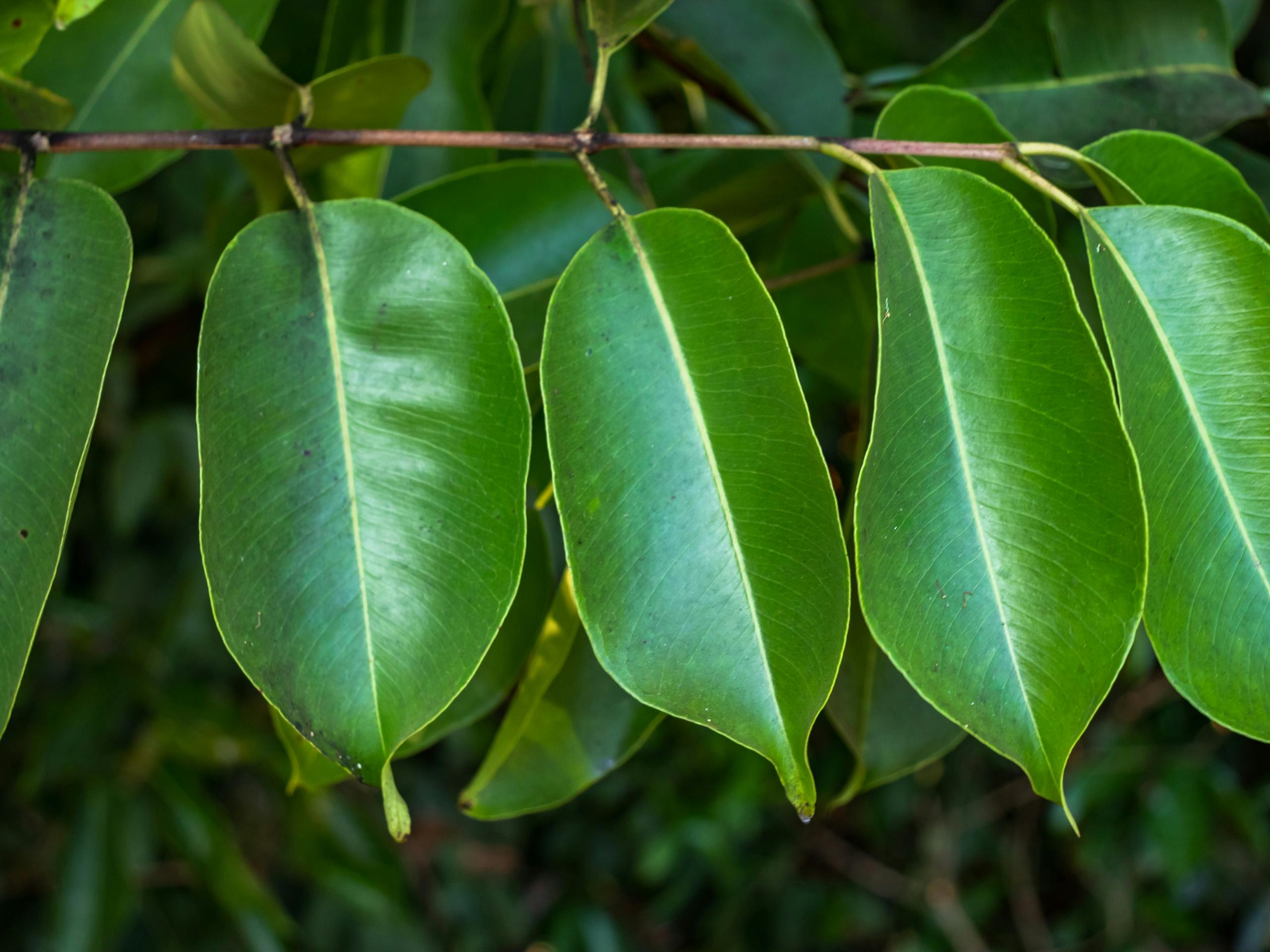 Kvist med fire blader henger på busken, mørk bakgrunn