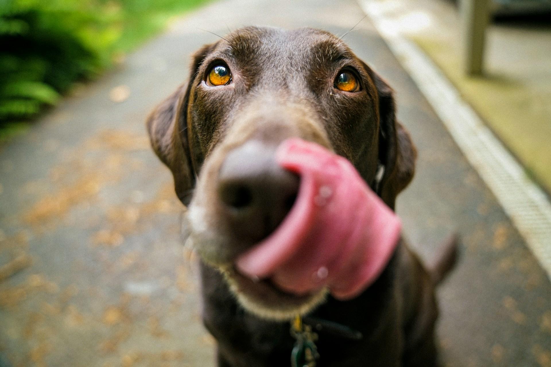 Brun labrador slikker seg rundt munnen.