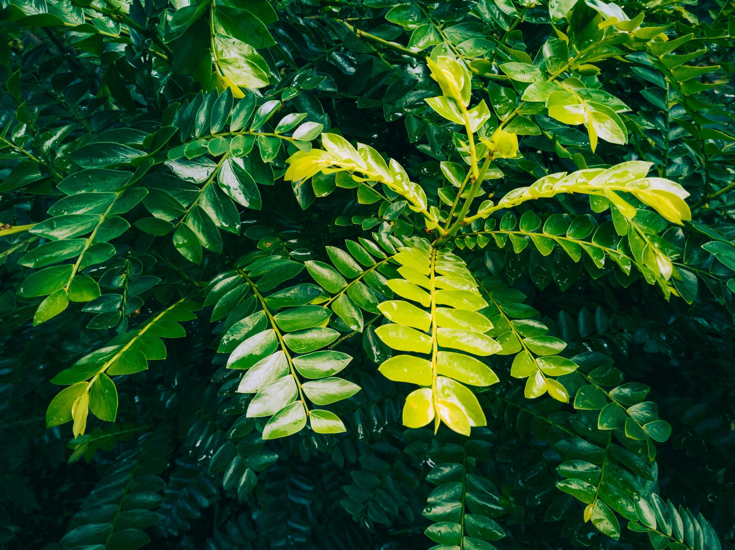Plantehormoner i grønn uteplante