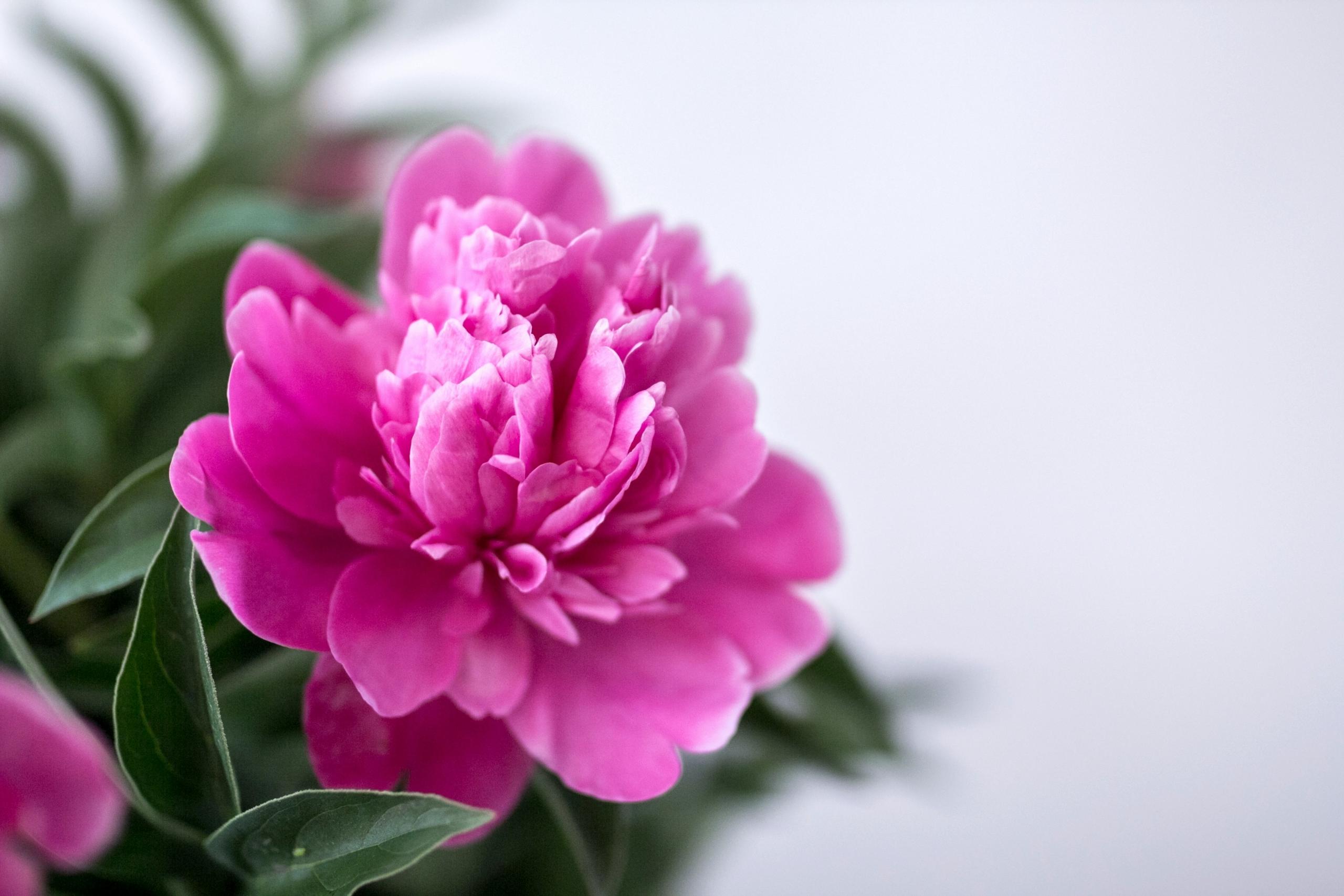 Rosa blomst i full blomstring med blader og hvit bakgrunn