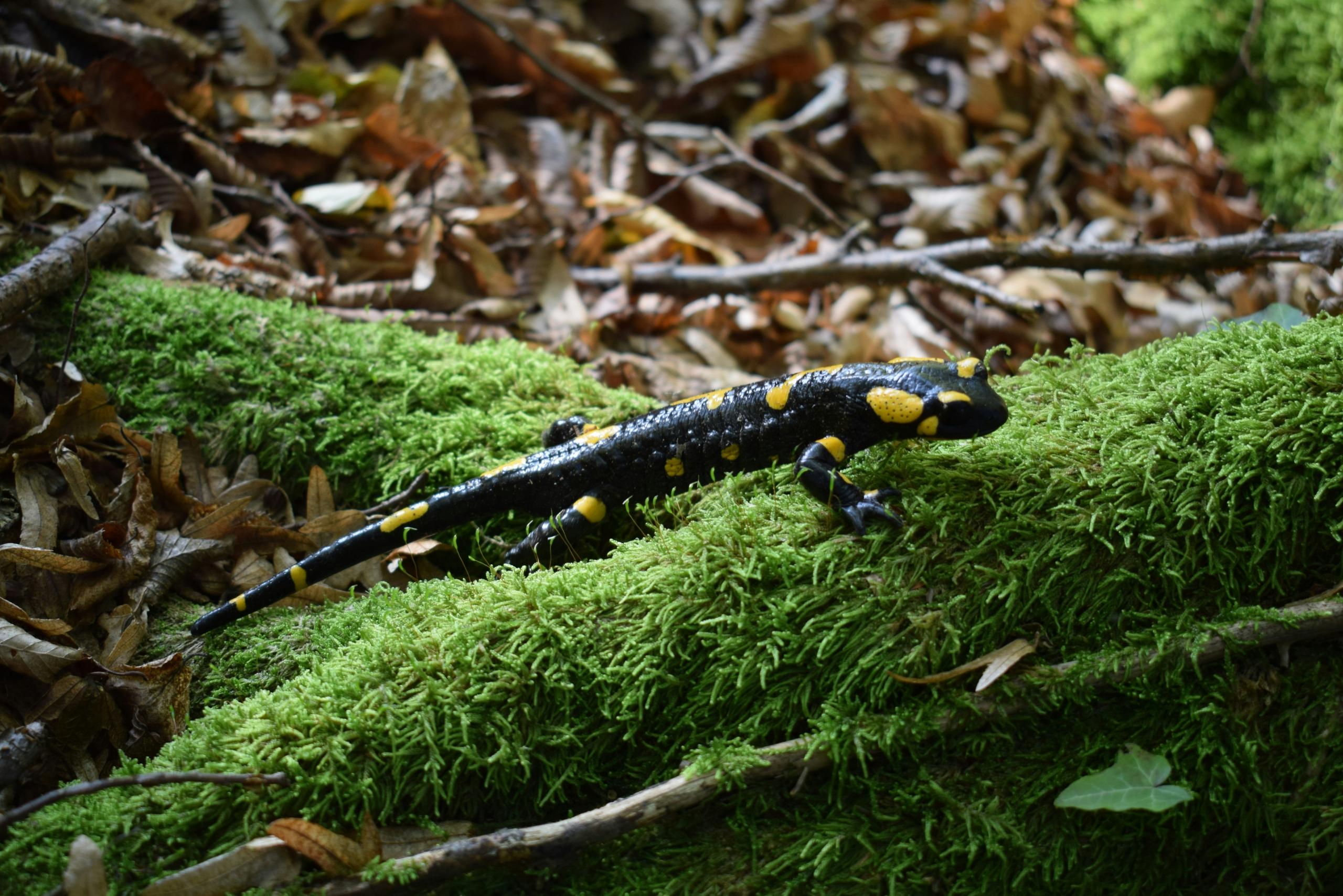 Sort salamander vandrer på en stamme i skogen