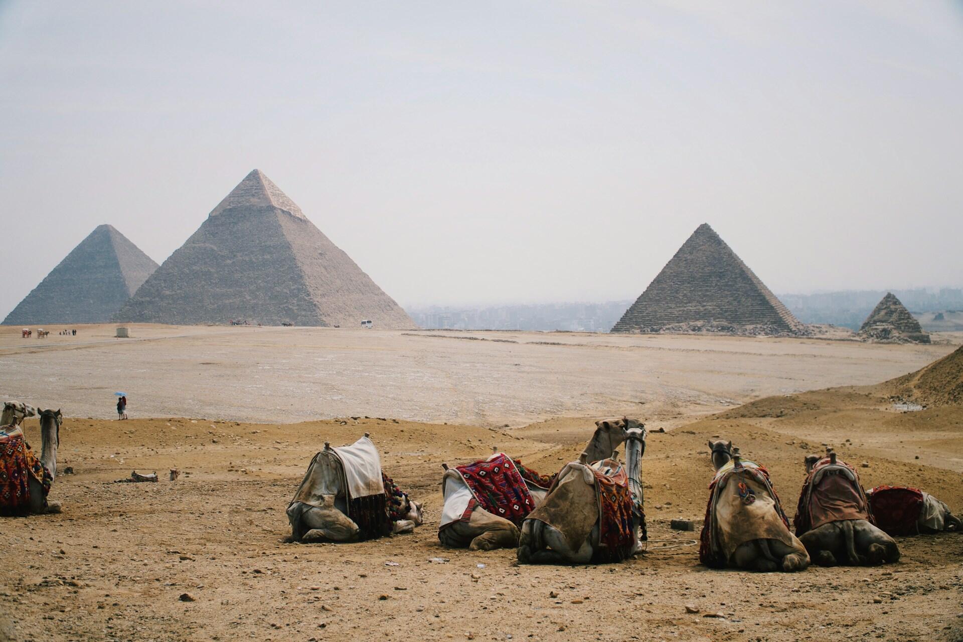 Kameler som ligger på bakken i ørkenen med flere pyramider i bakgrunnen.