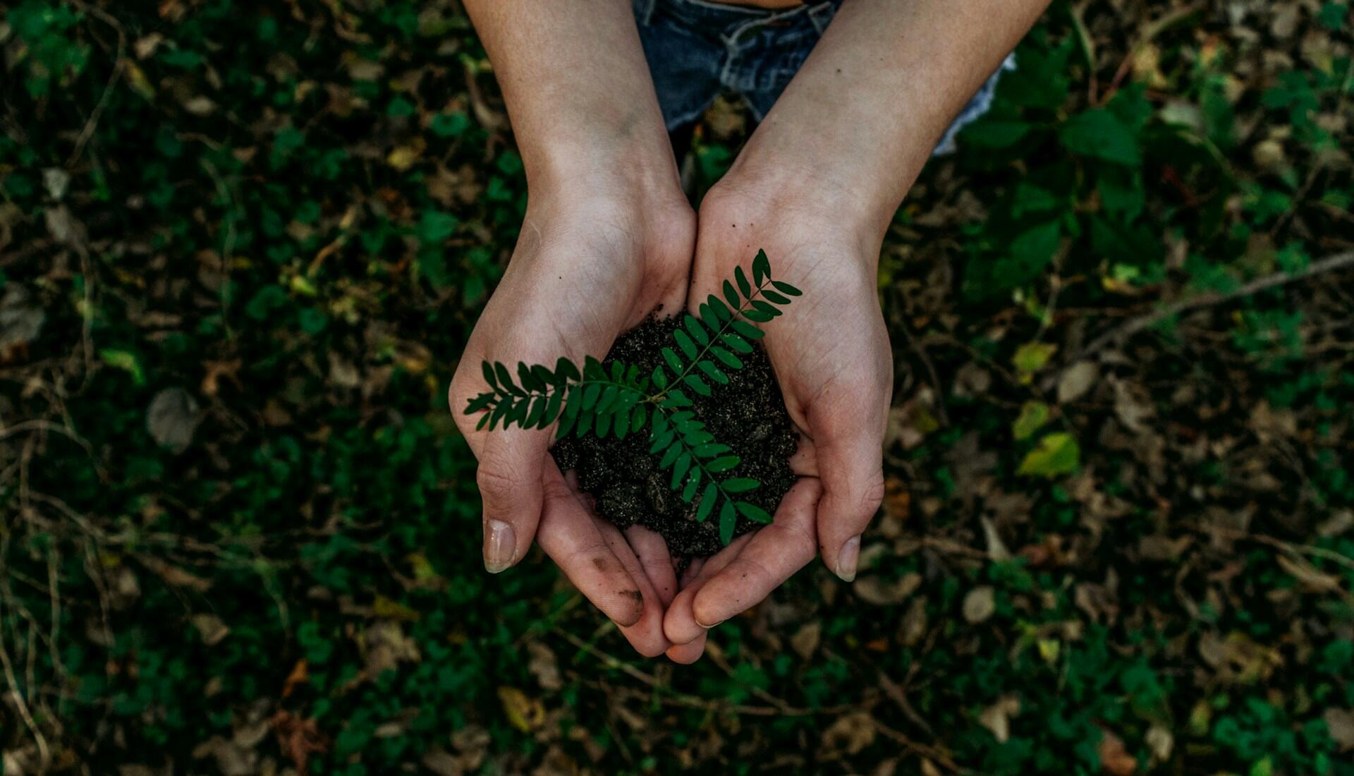 Hender holder litt jord med en plante oppi.