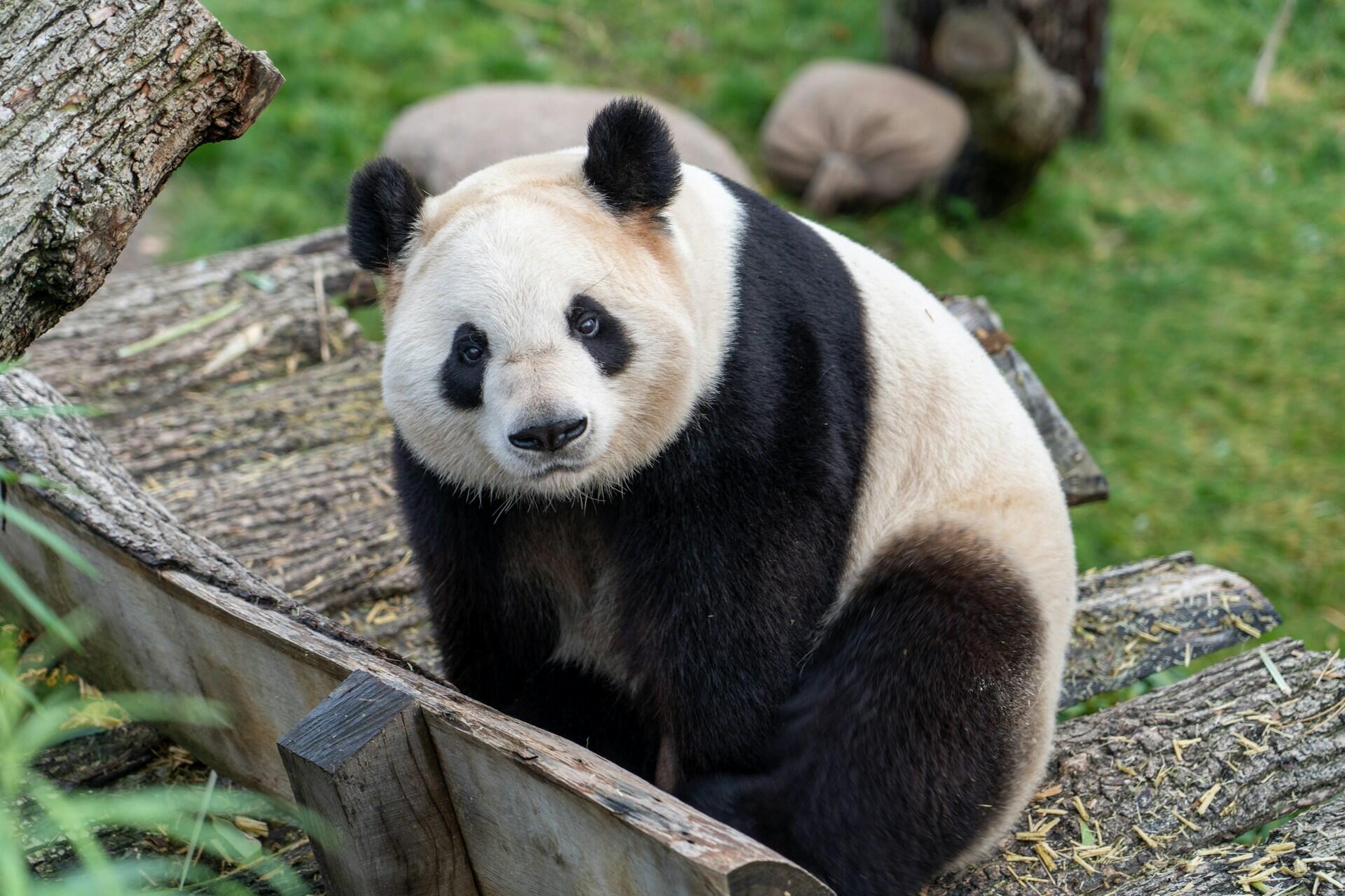 Pandabjørn sitter på et tre og ser på kamera.