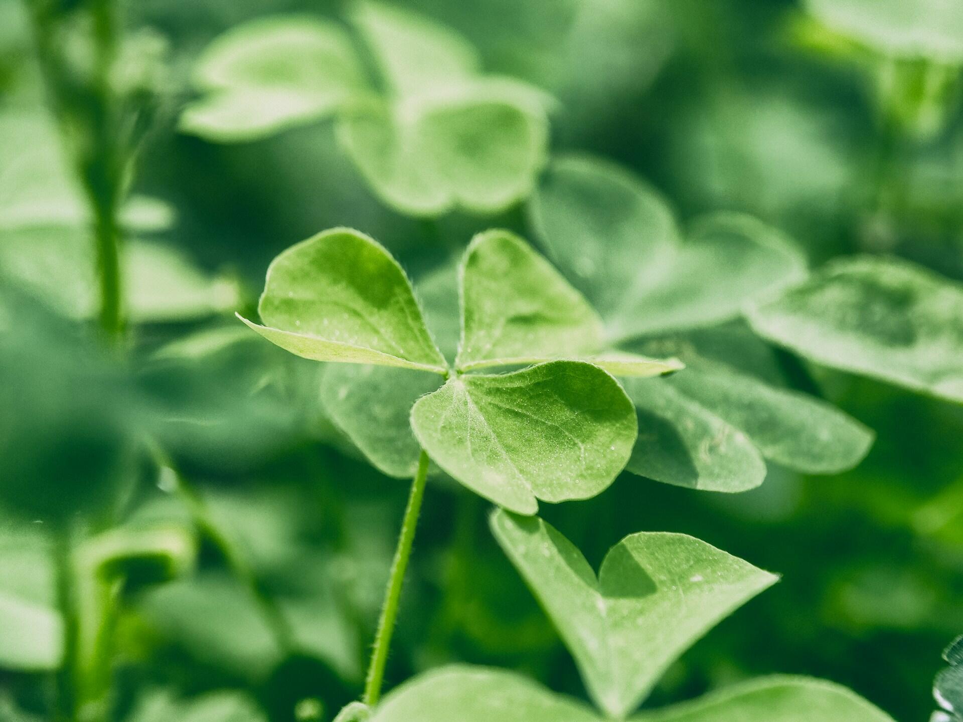 Firkløver – et symbol ofte knyttet til keltisk kultur og irsk identitet