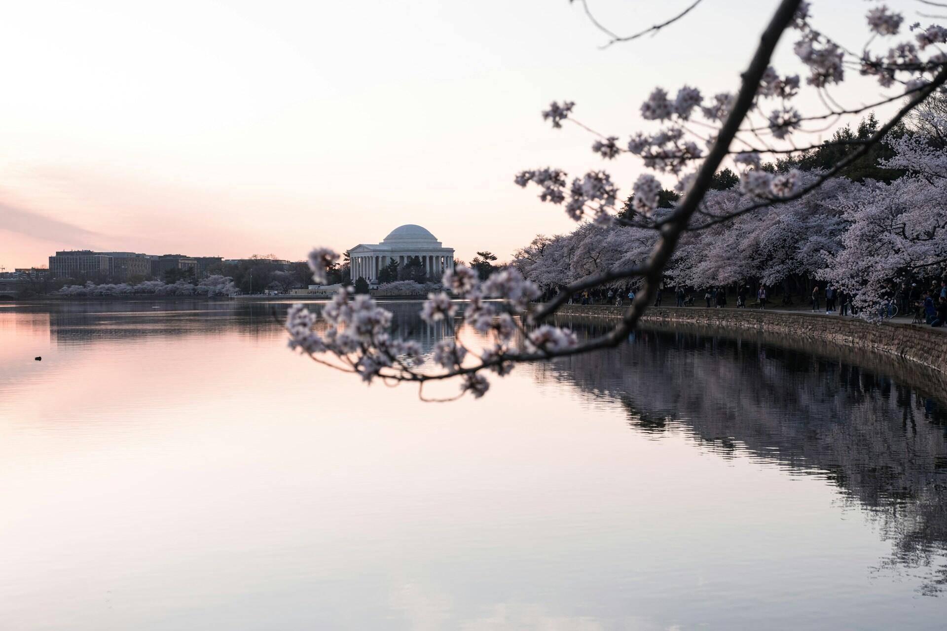 Utsikt over Jefferson Memorial i Washington D.C. med kirsebærblomster og rolig vannspeil ved solnedgang.