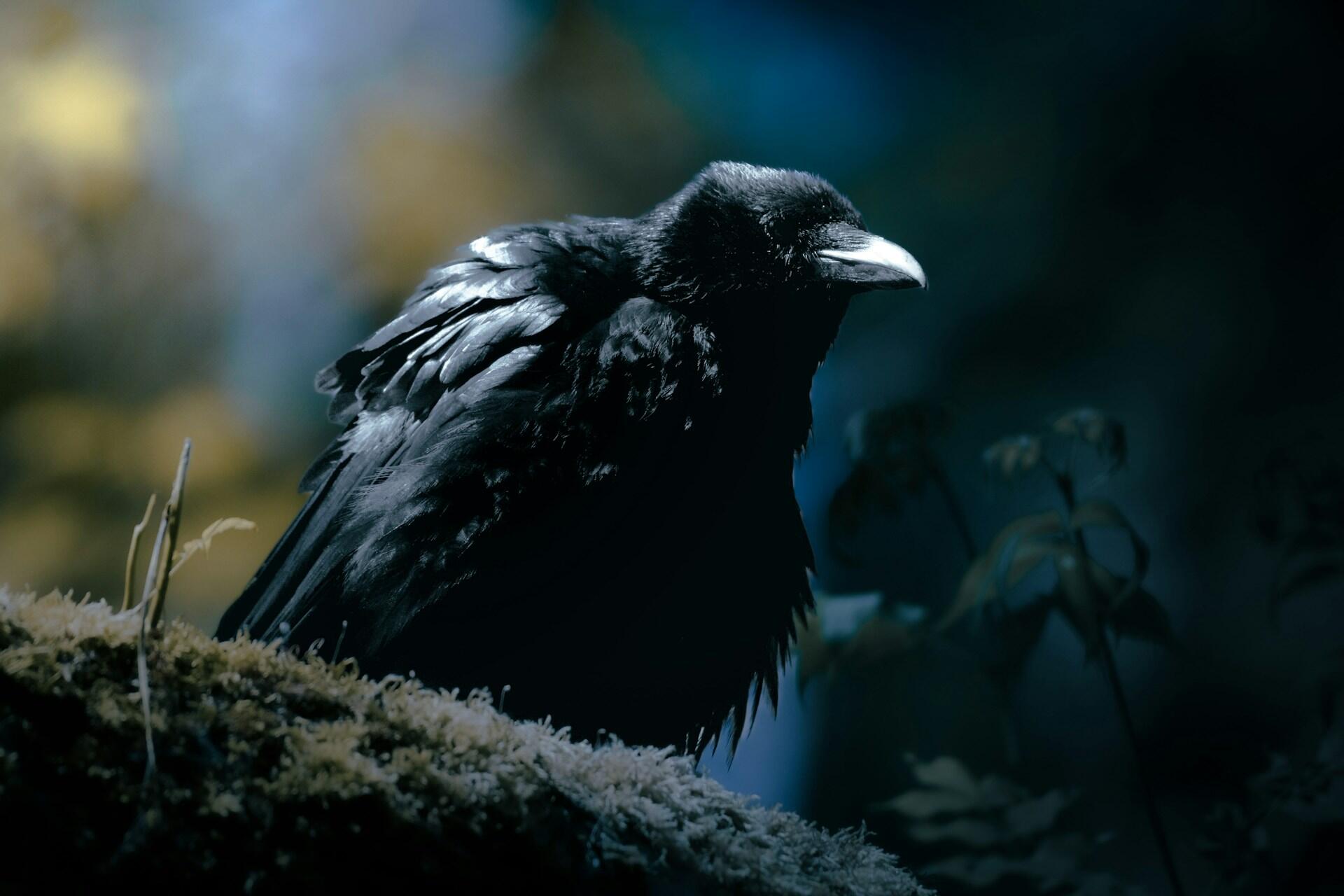 Mørk ravn i skog, brukt som illustrasjon av nattravn i norsk folketro.