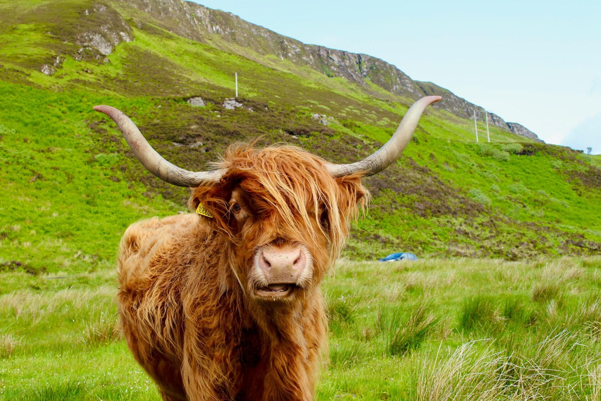 En brun ku med horn, kalt Highland cattle, står i grønt terreng og ser mot kamera