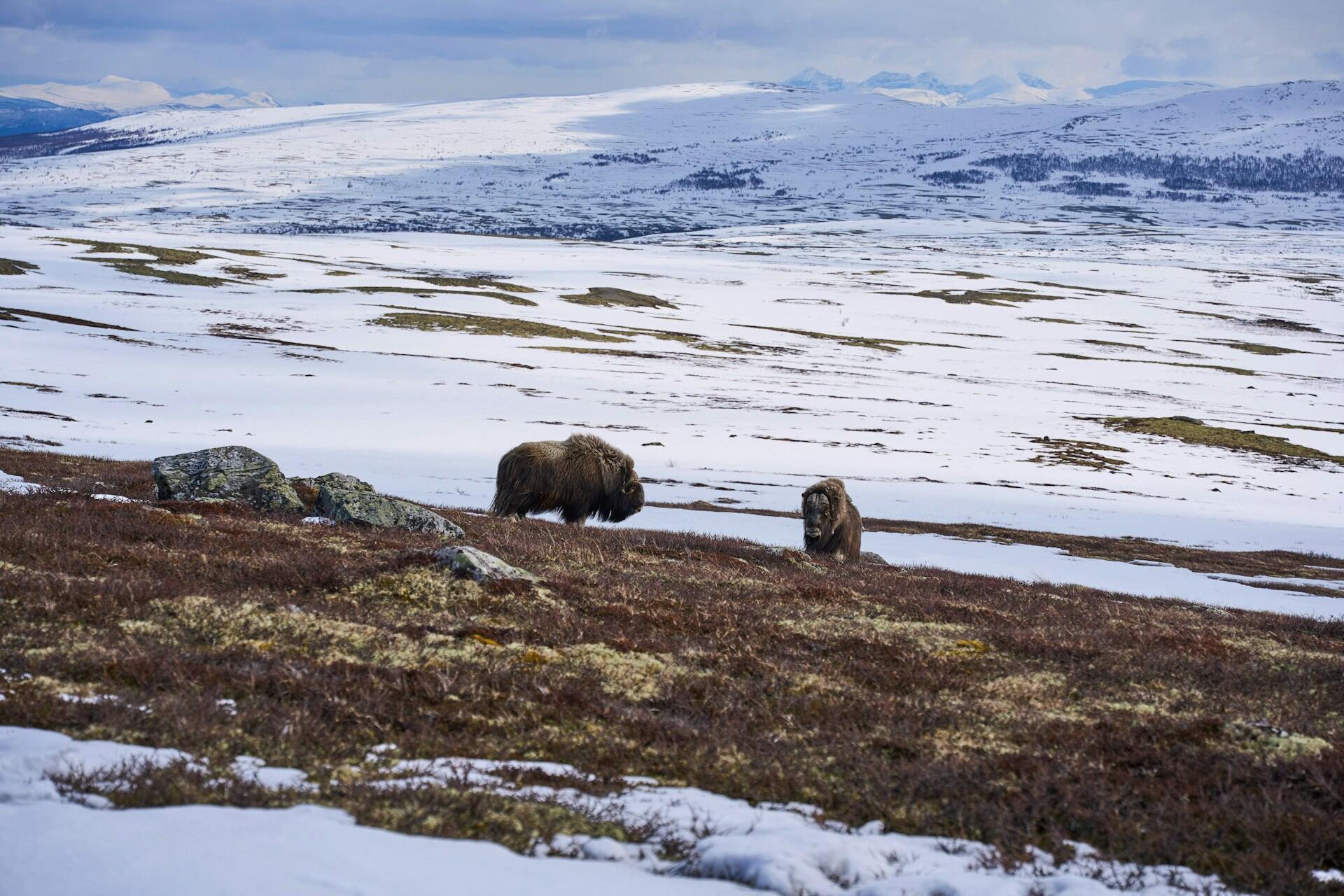 Moskus på snødekt fjellvidde i Dovrefjell nasjonalpark