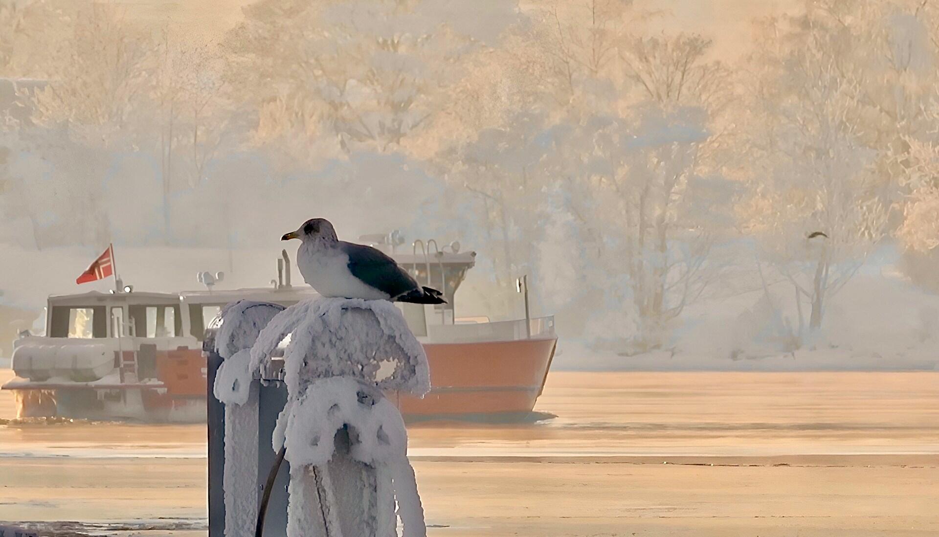 Glomma som renner forbi Gamle Fredrikstad