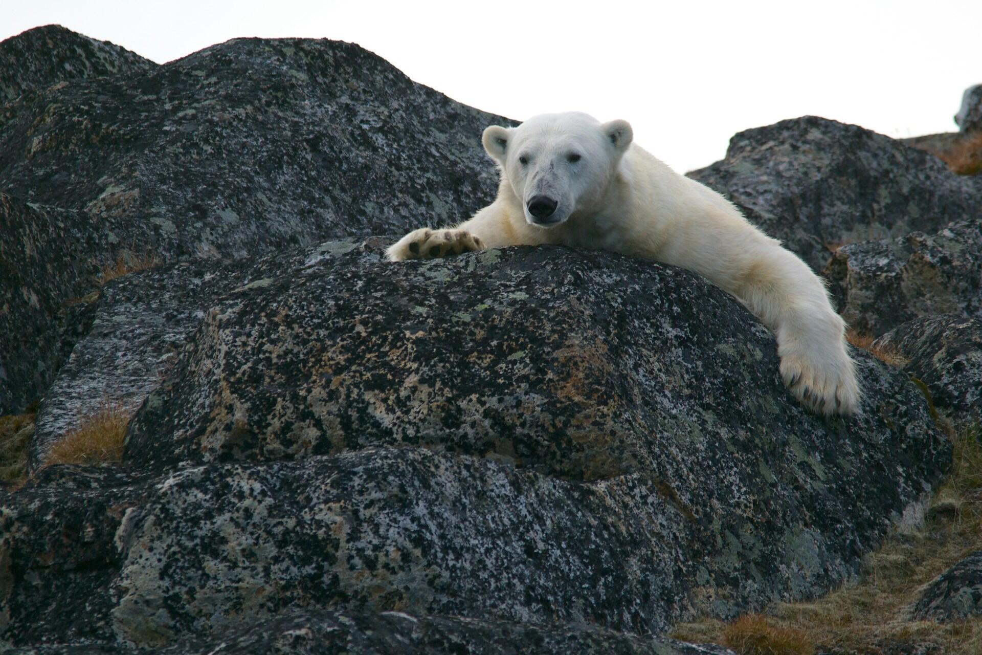 Isbjørn som hviler på steinete tundra i arktisk landskap på Svalbard