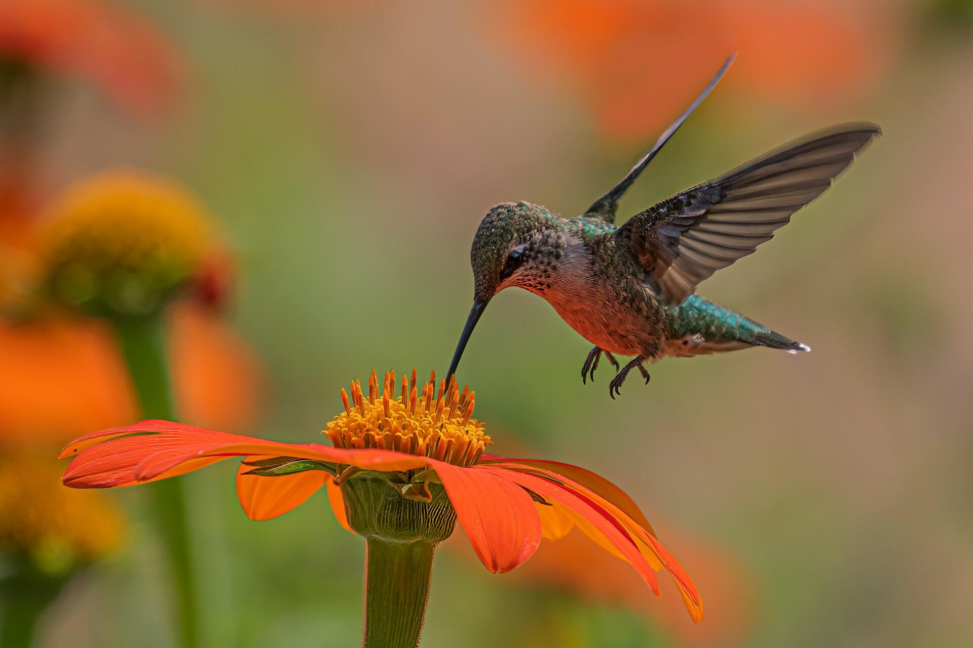 Kolibri suger nektar fra en oranse blomst
