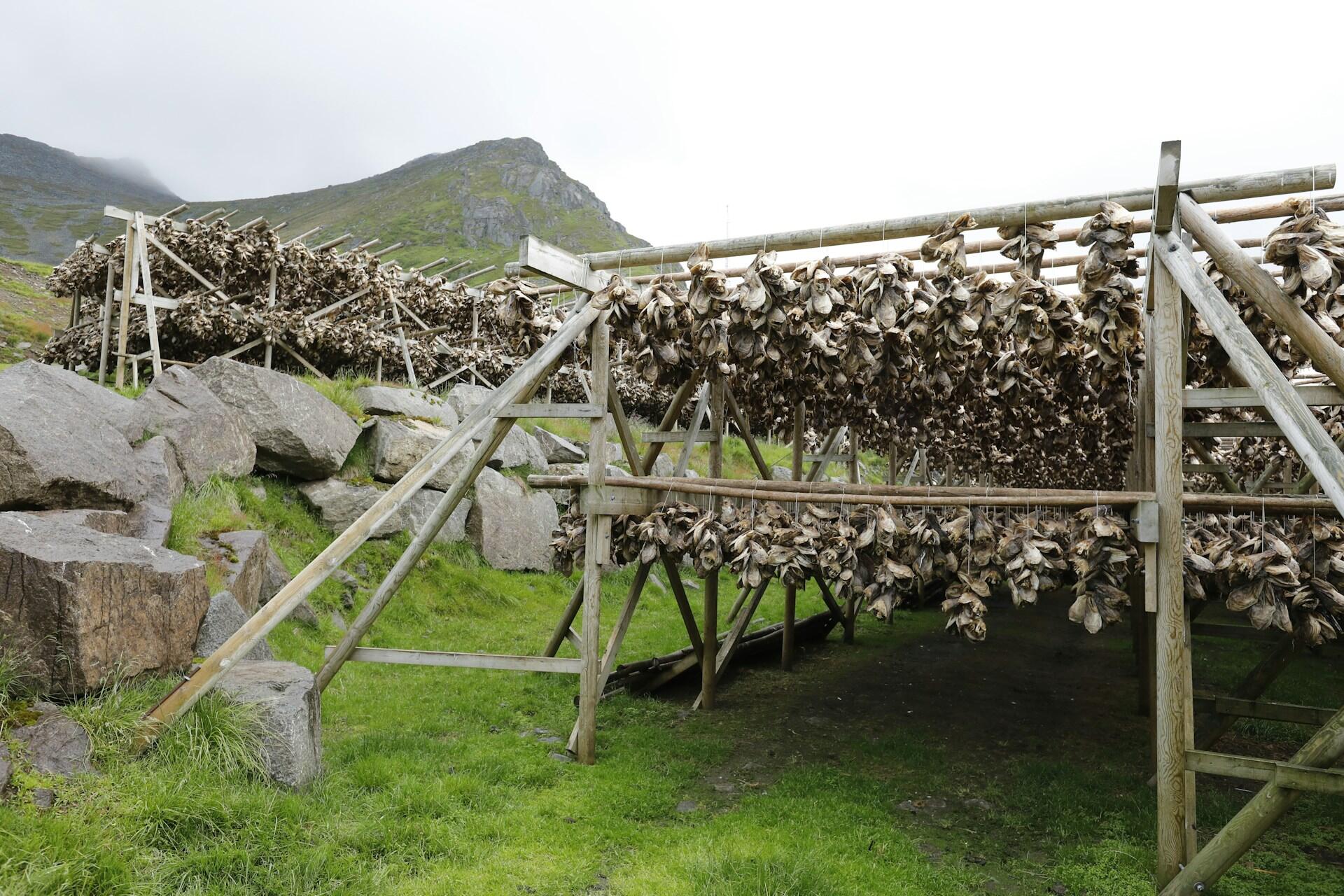 Tørkefisk hengt opp på tradisjonelle trestativer i et norsk fjordlandskap med fjell i bakgrunnen